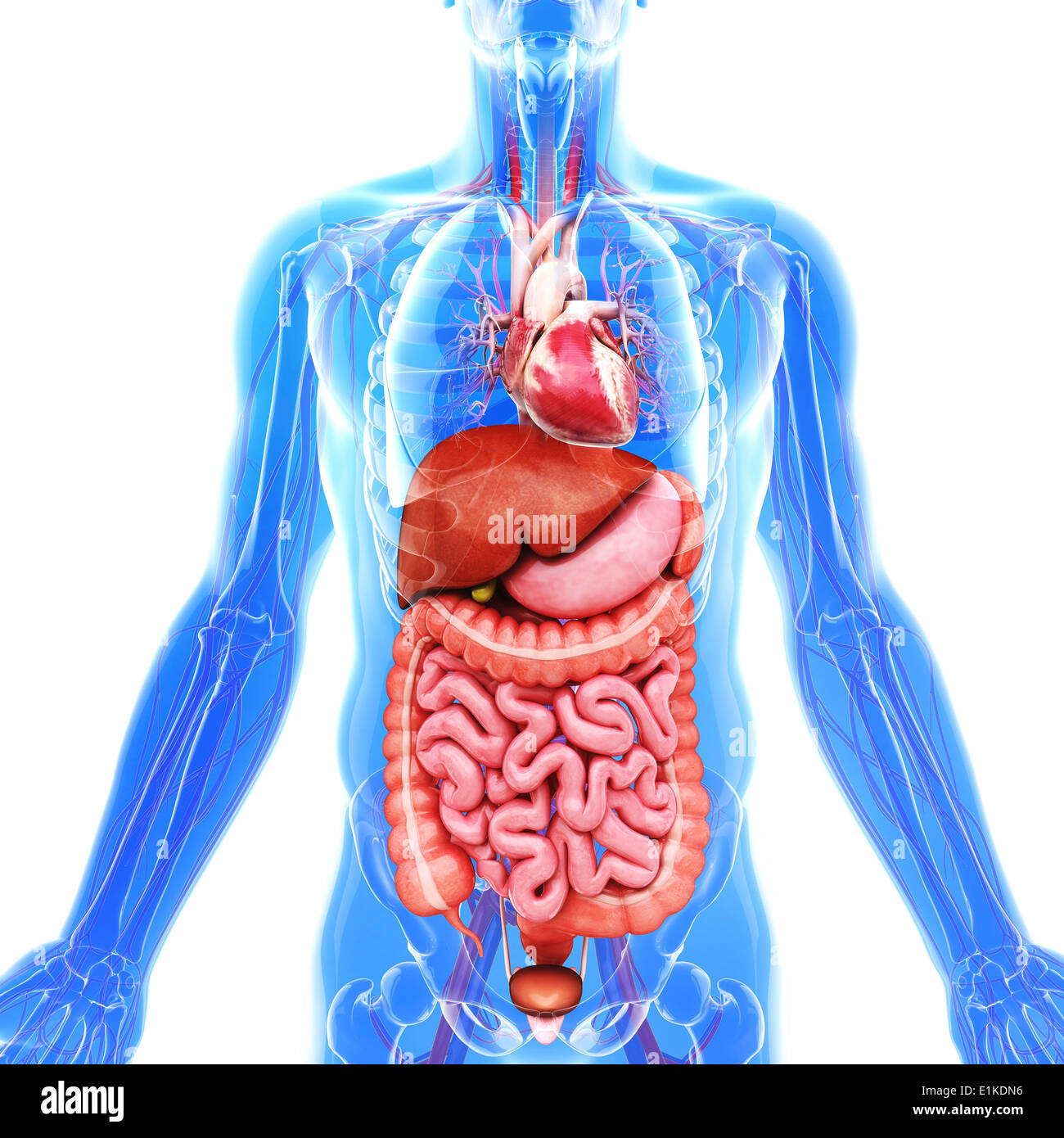 Human organi interni computer grafica. Foto Stock