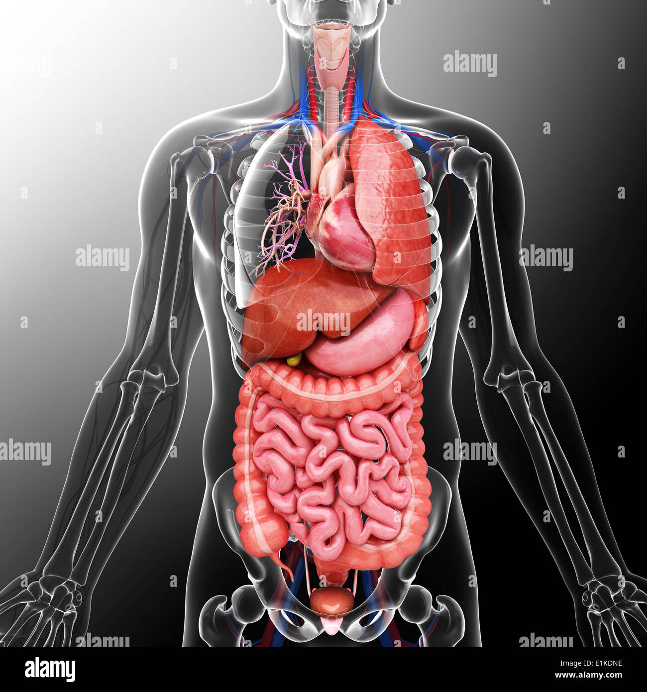 Human organi interni computer grafica. Foto Stock