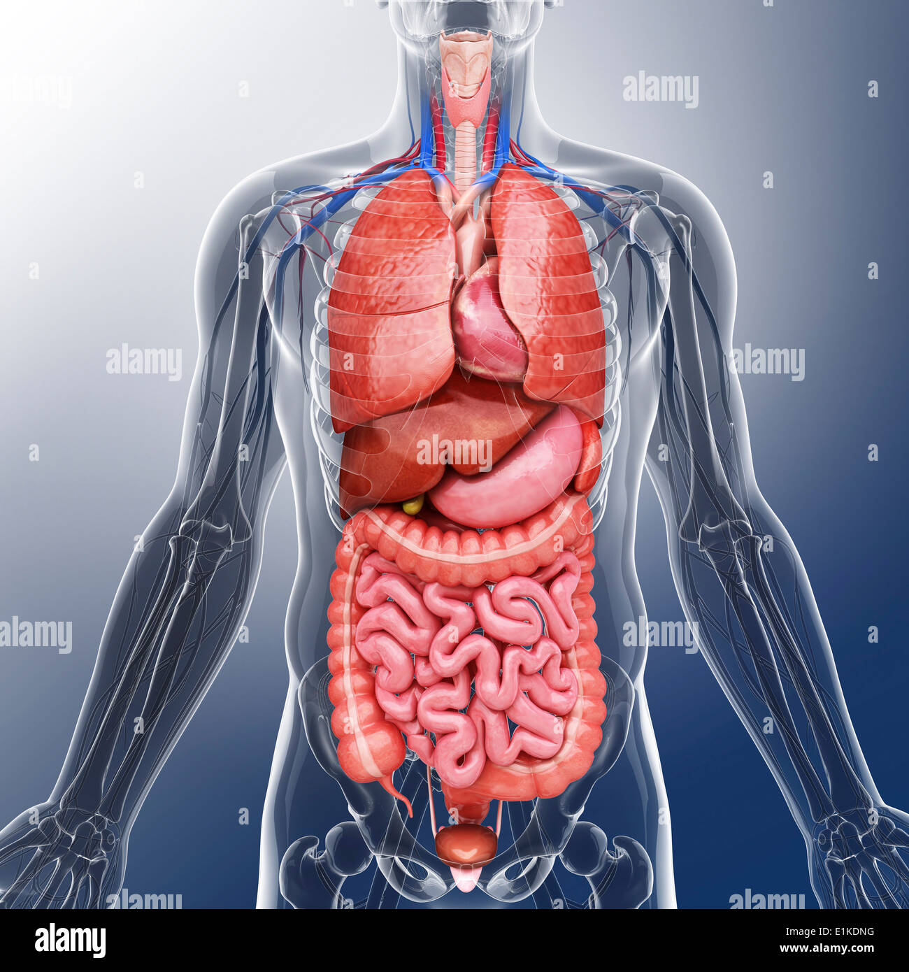 Human organi interni computer grafica. Foto Stock
