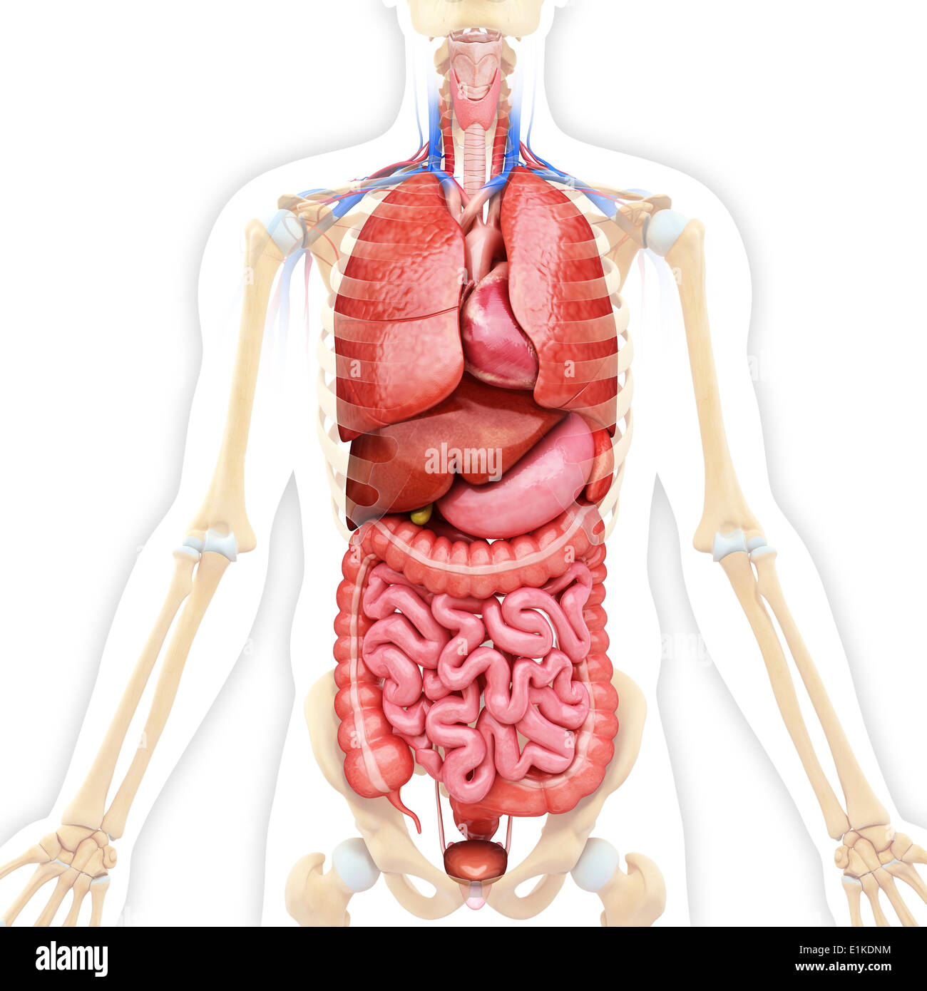 Human organi interni computer grafica. Foto Stock