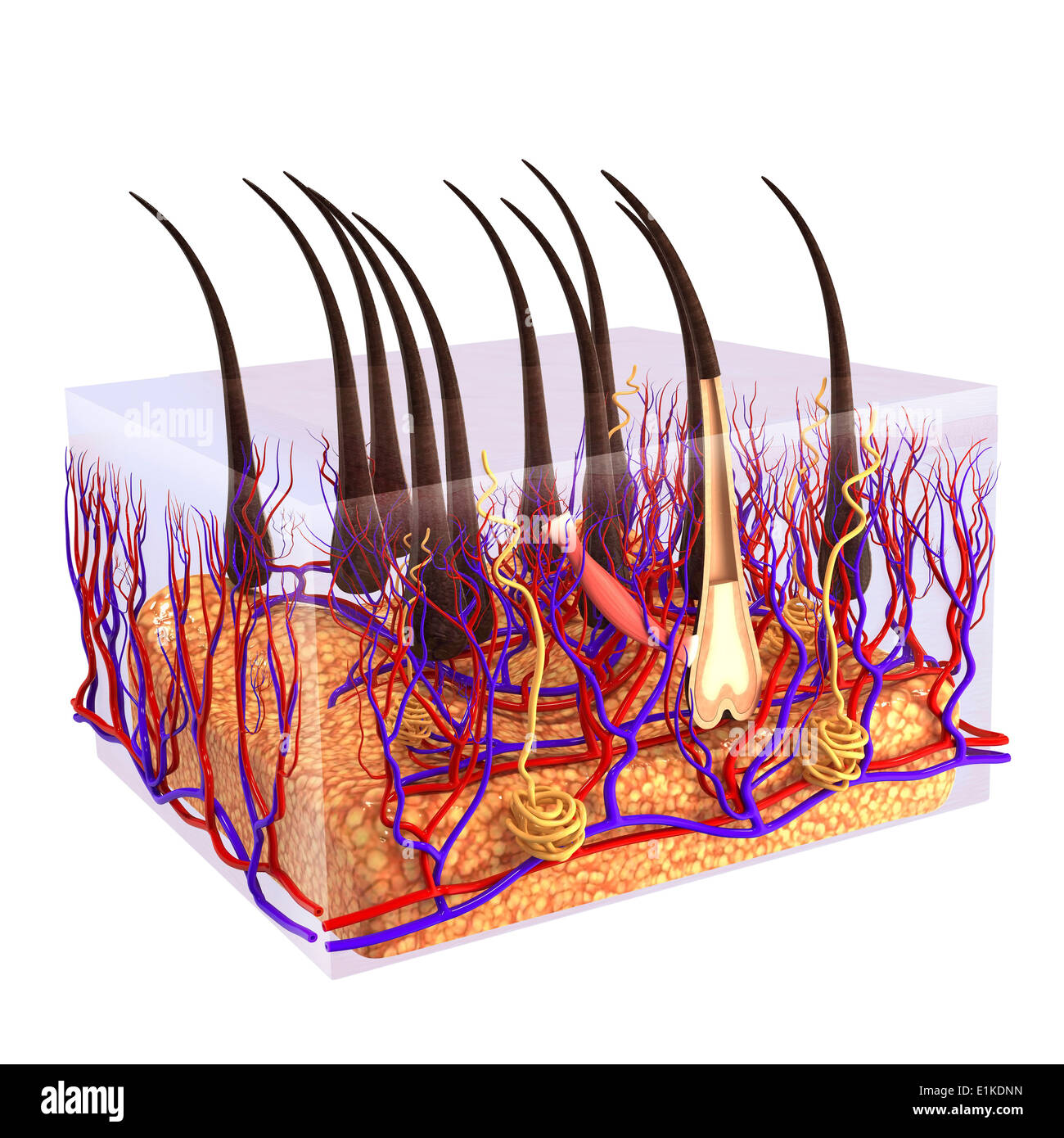 Capelli Umani albero illustrazione del computer. Foto Stock
