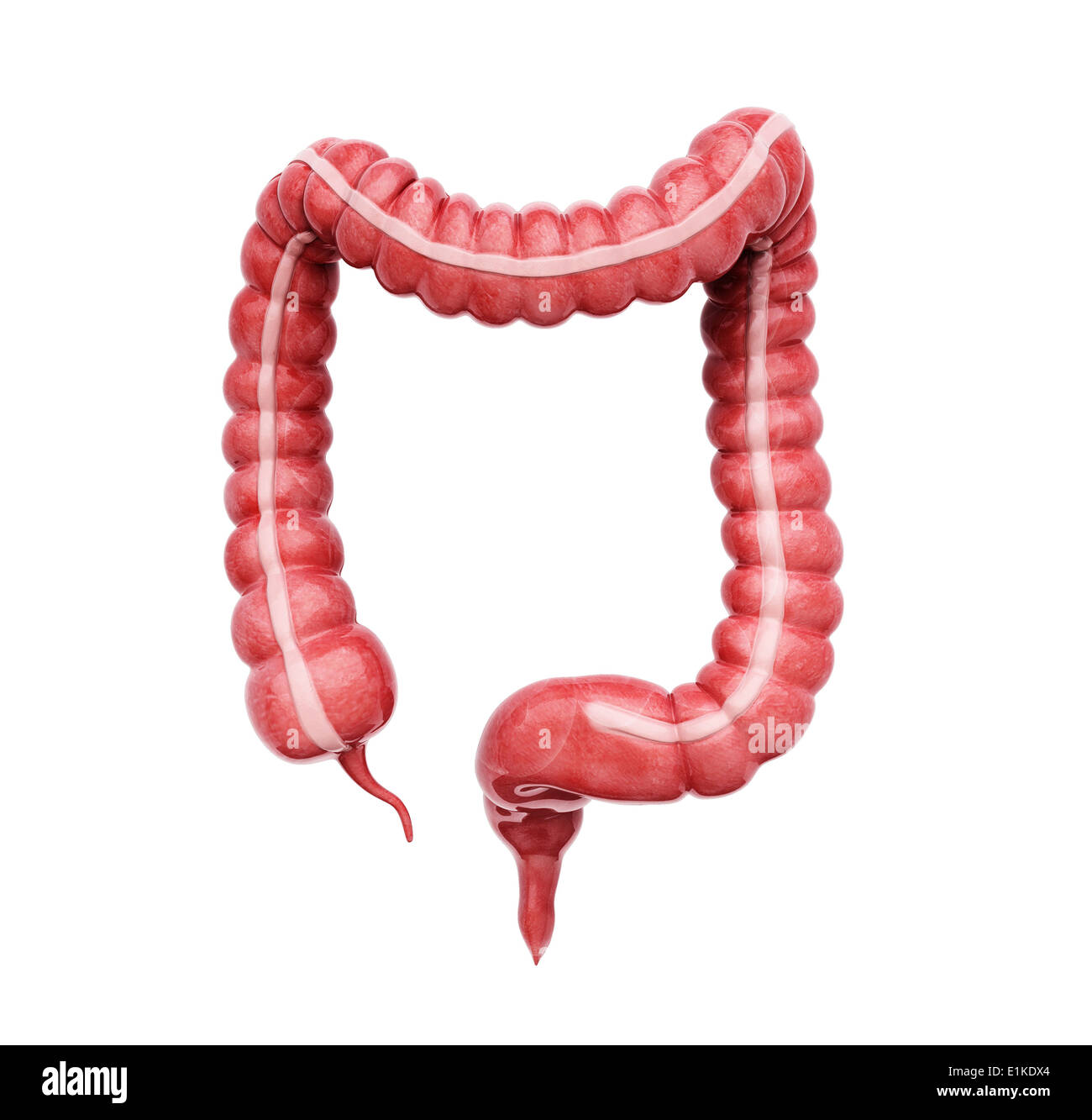 Intestino crasso tagliato via computer grafica. Foto Stock