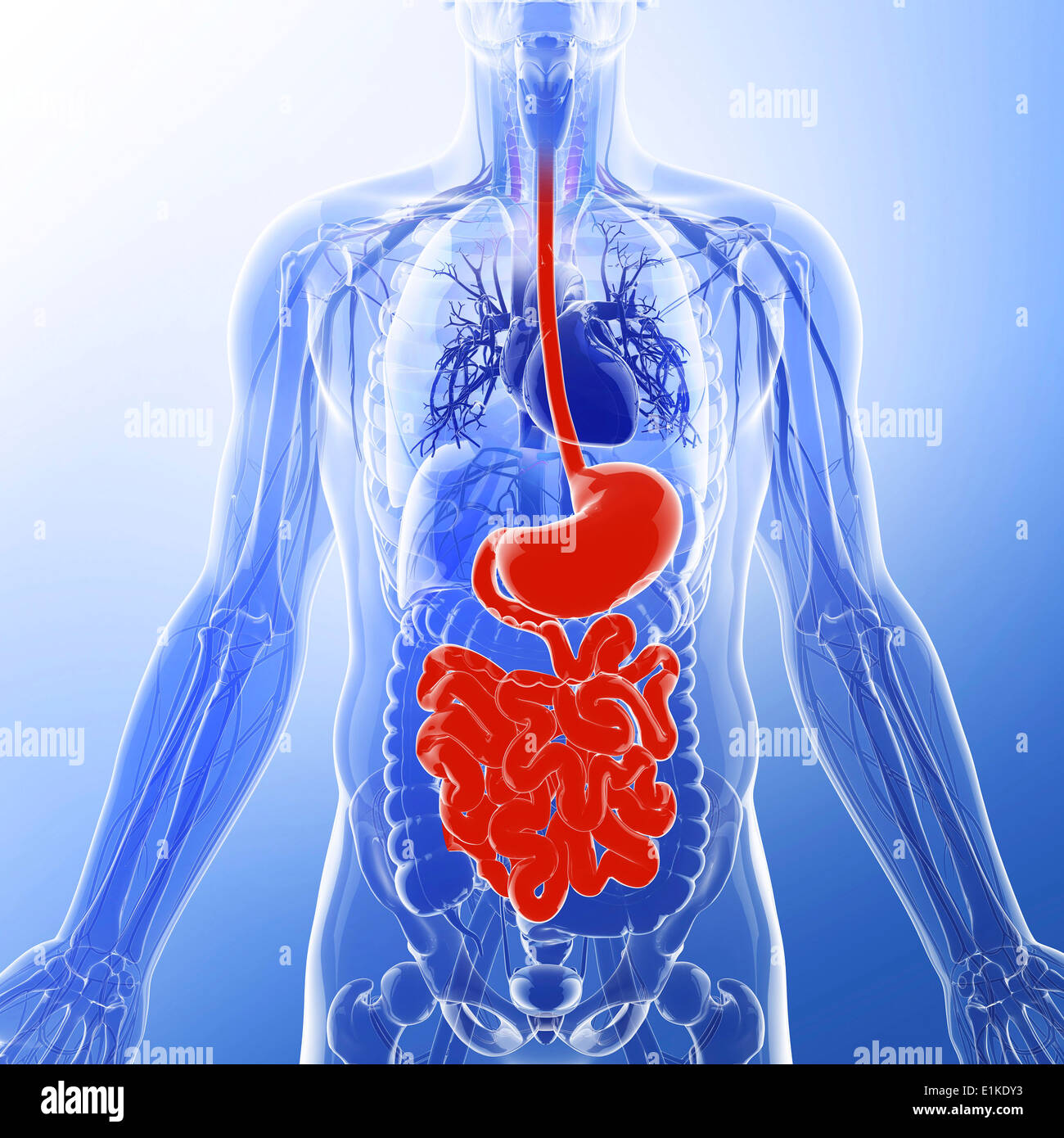 Il piccolo intestino computer grafica. Foto Stock
