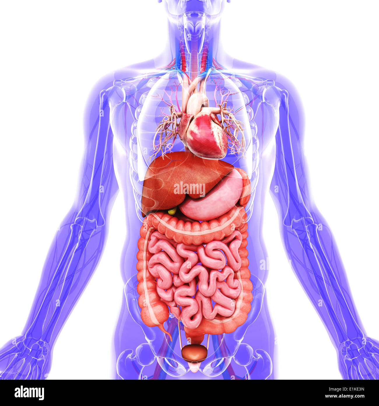 Human organi interni computer grafica. Foto Stock