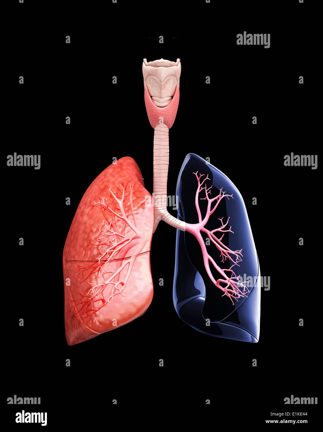 Polmoni umani tagliato via computer grafica. Foto Stock