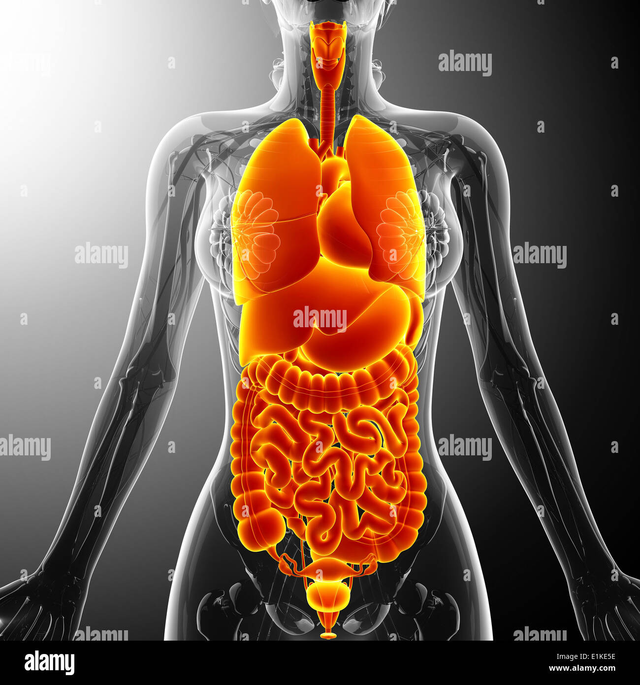Human organi interni computer grafica. Foto Stock