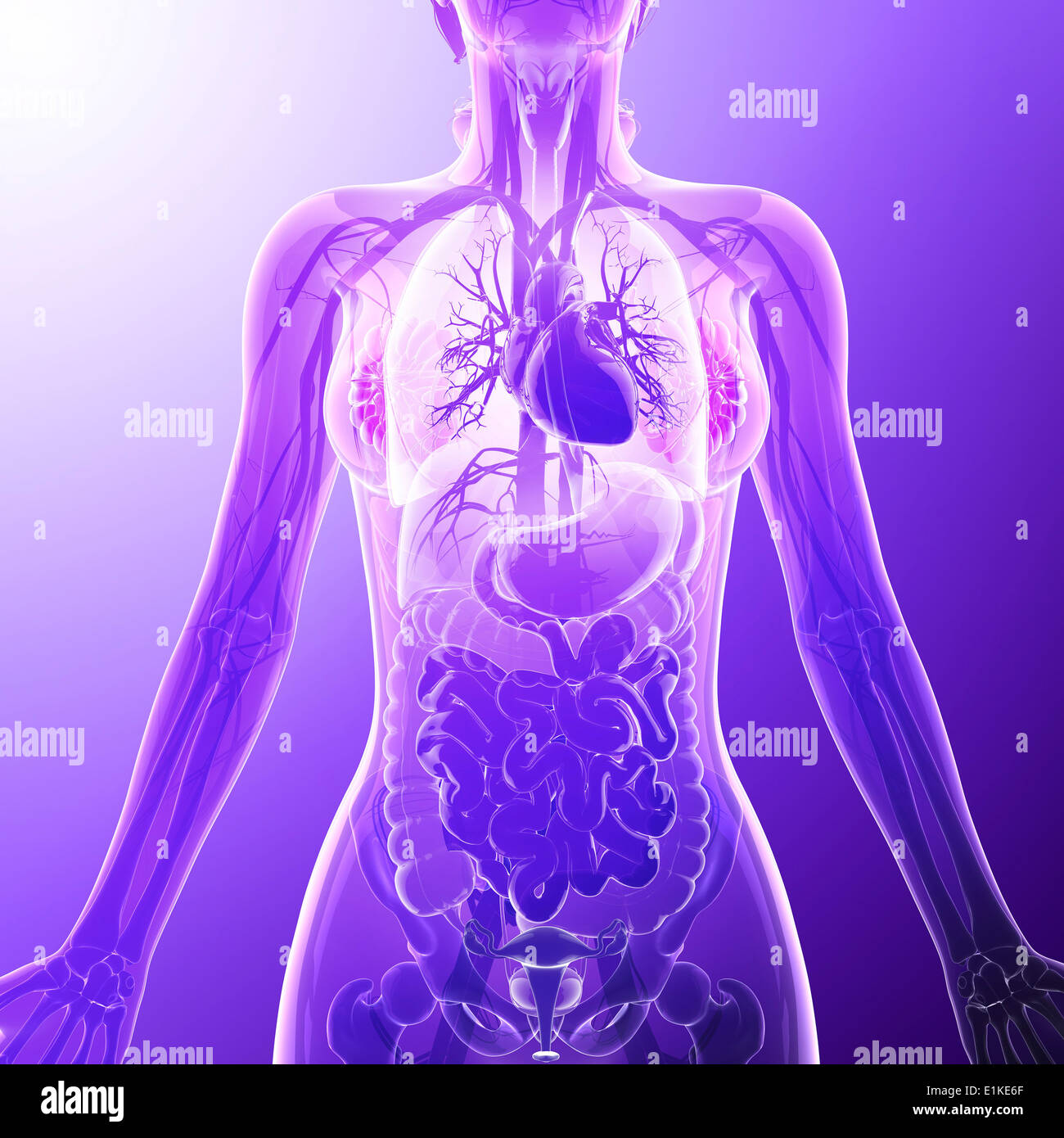 Human organi interni computer grafica. Foto Stock