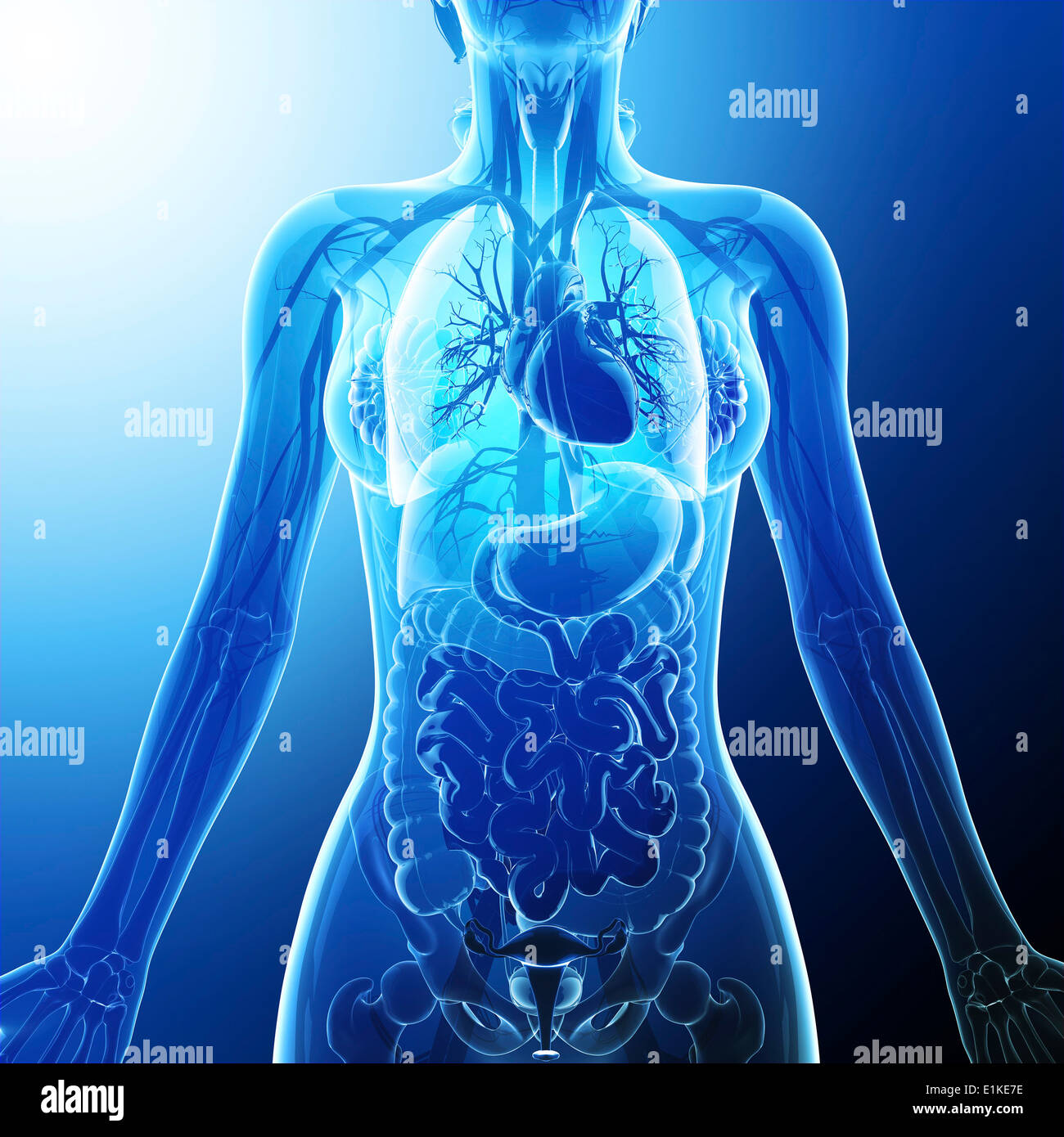 Human organi interni computer grafica. Foto Stock