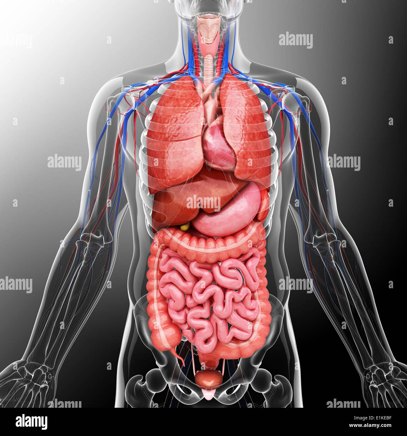 Human organi interni computer grafica. Foto Stock