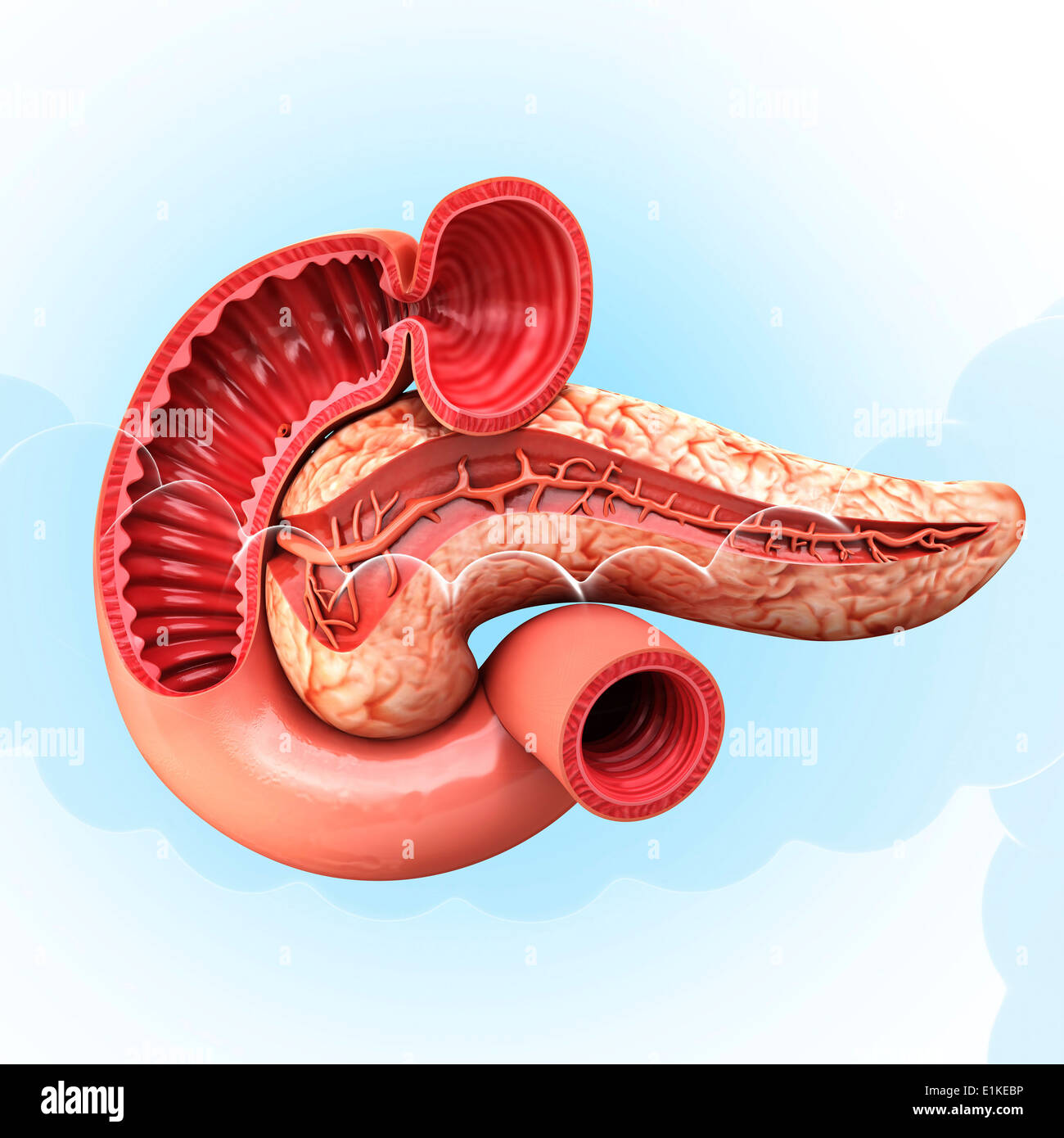 Pancreas umano cut-out computer grafica. Foto Stock