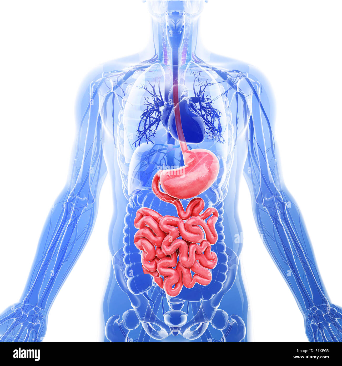 Il piccolo intestino computer grafica. Foto Stock