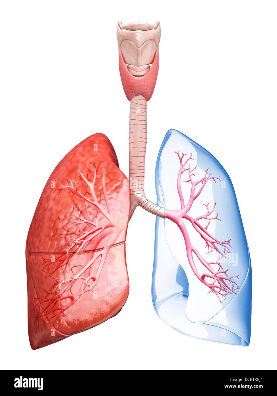 Polmoni umani computer grafica. Foto Stock