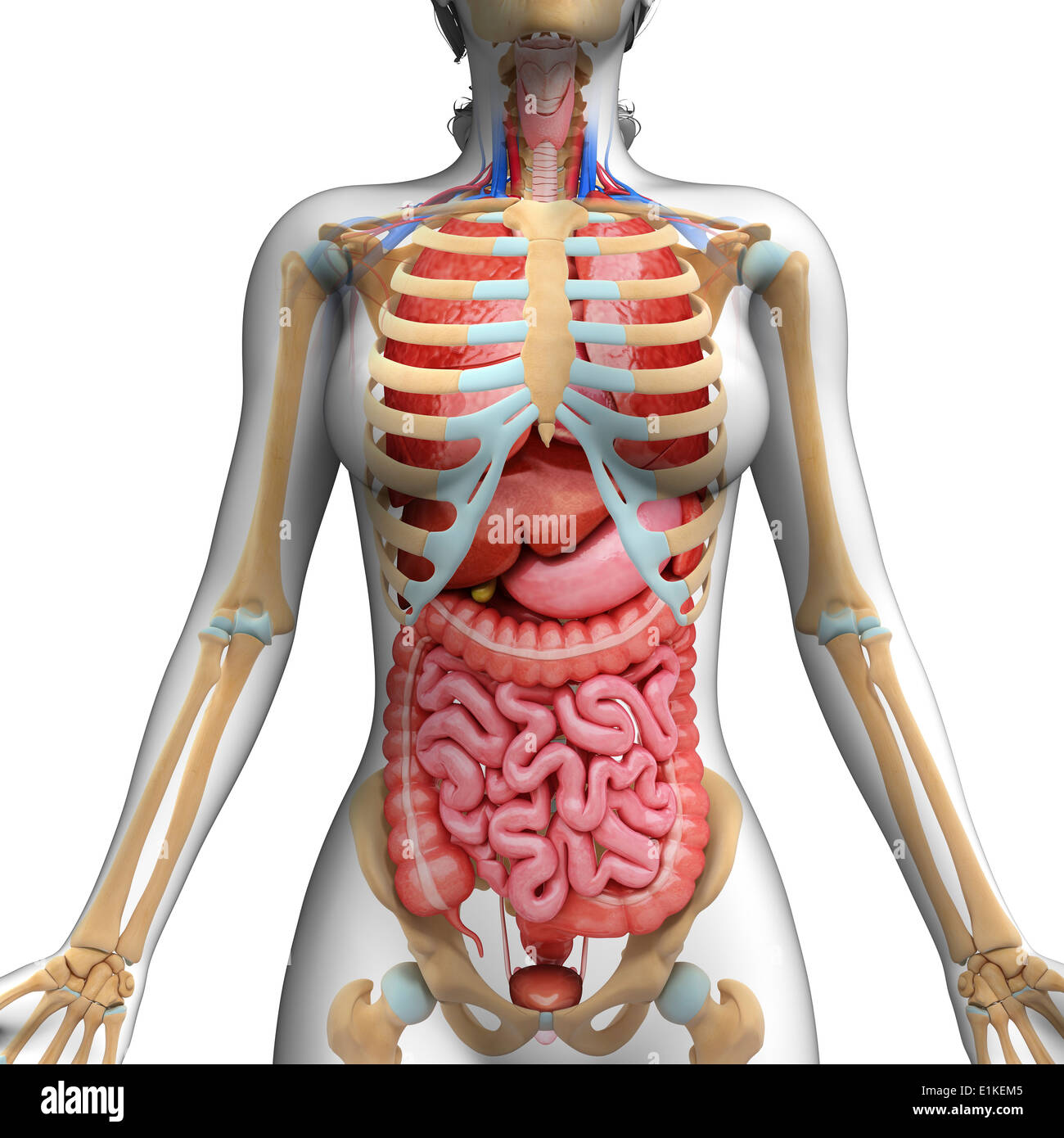 Apparato digestivo umano e la cassa toracica computer grafica. Foto Stock