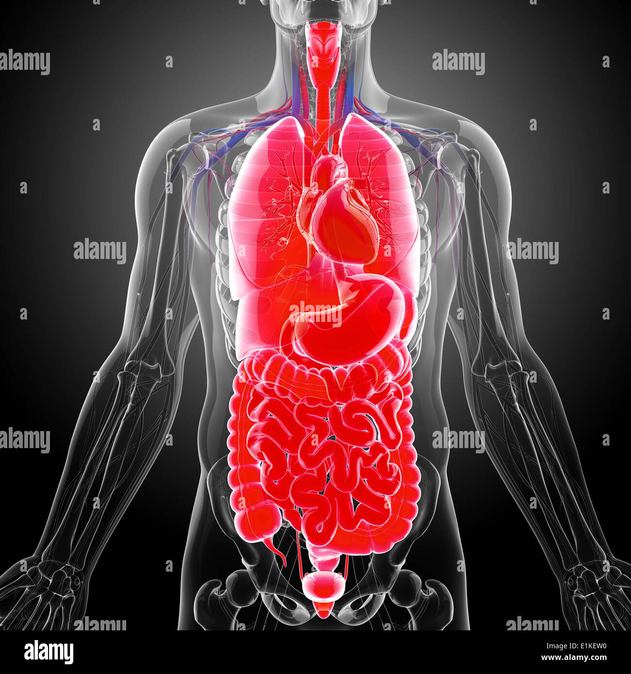 Human organi interni computer grafica. Foto Stock