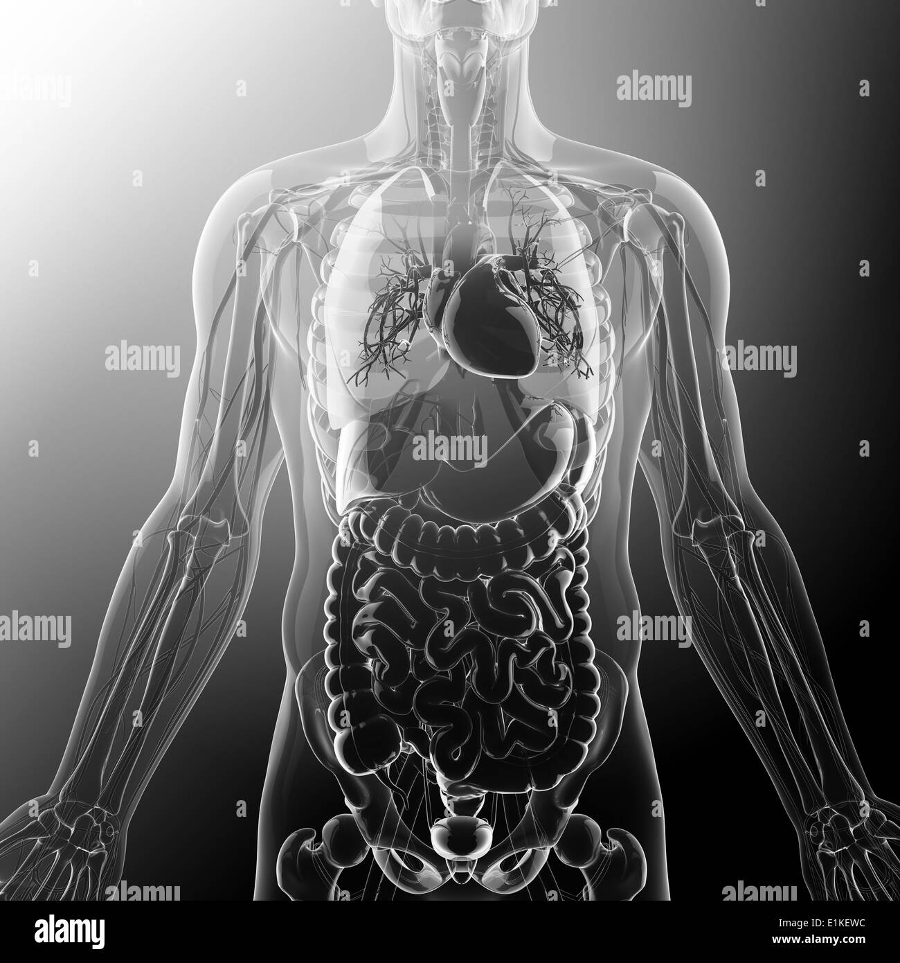 Human organi interni computer grafica. Foto Stock