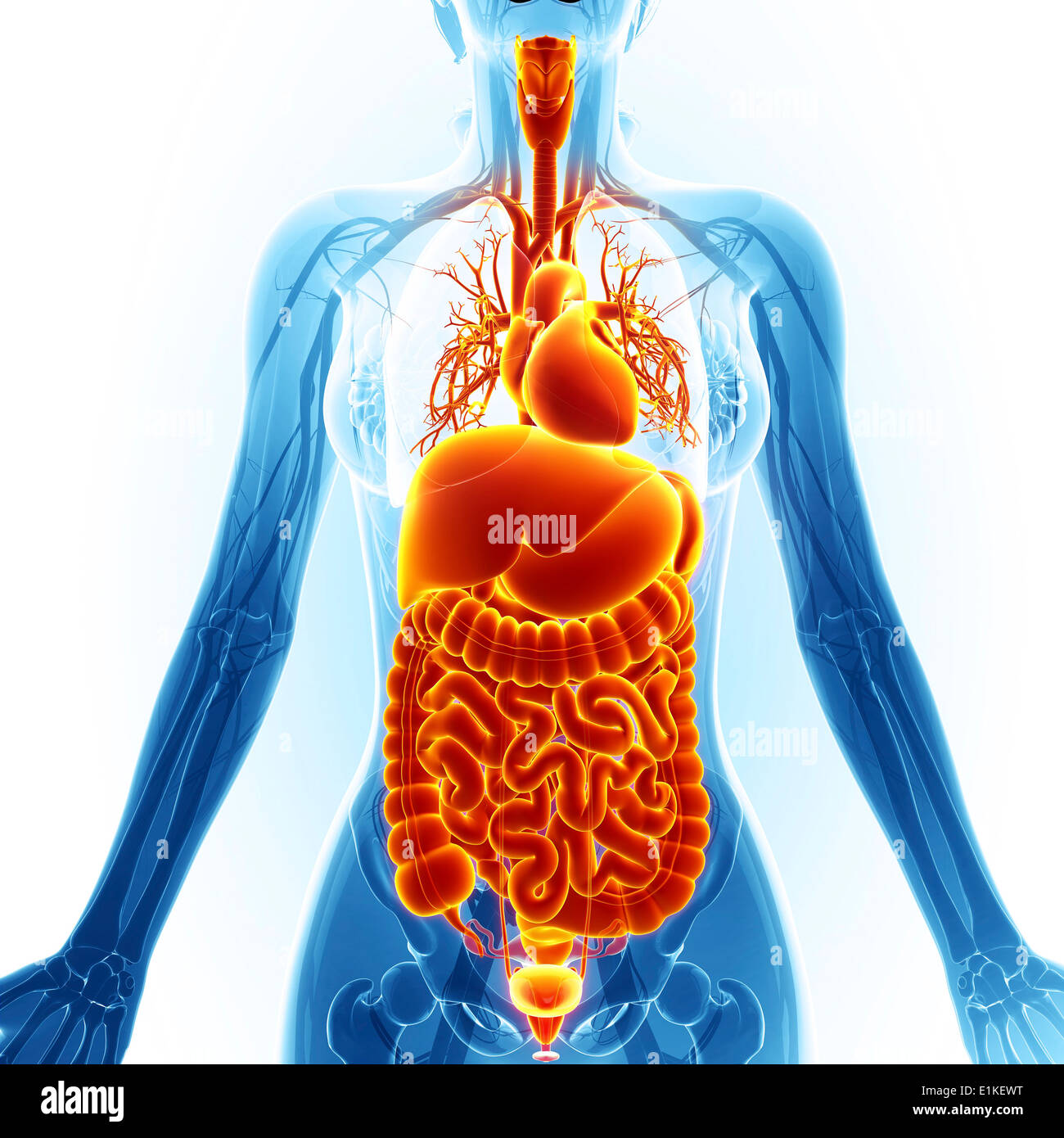 Human organi interni computer grafica. Foto Stock
