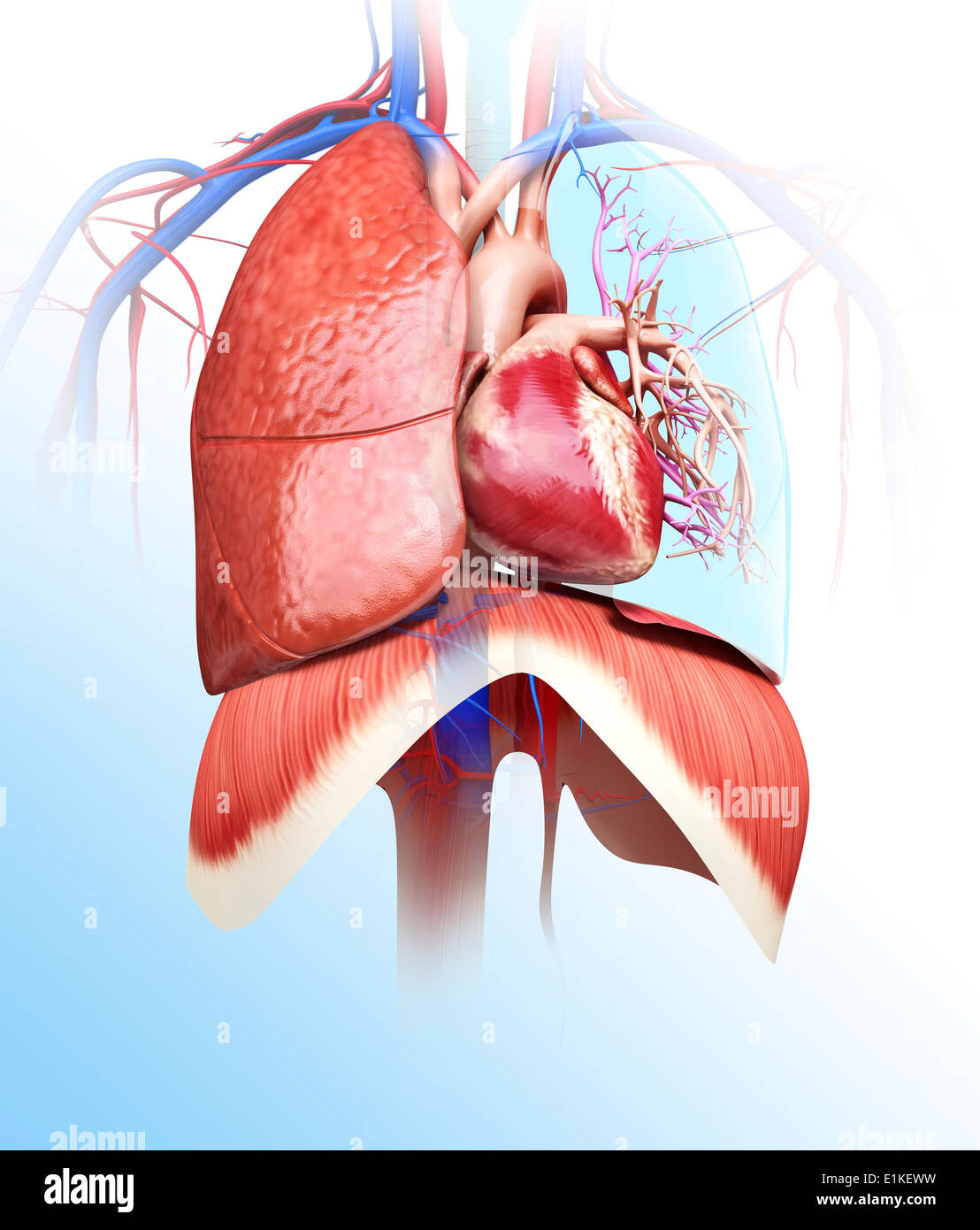 Il cuore umano e polmoni computer grafica. Foto Stock