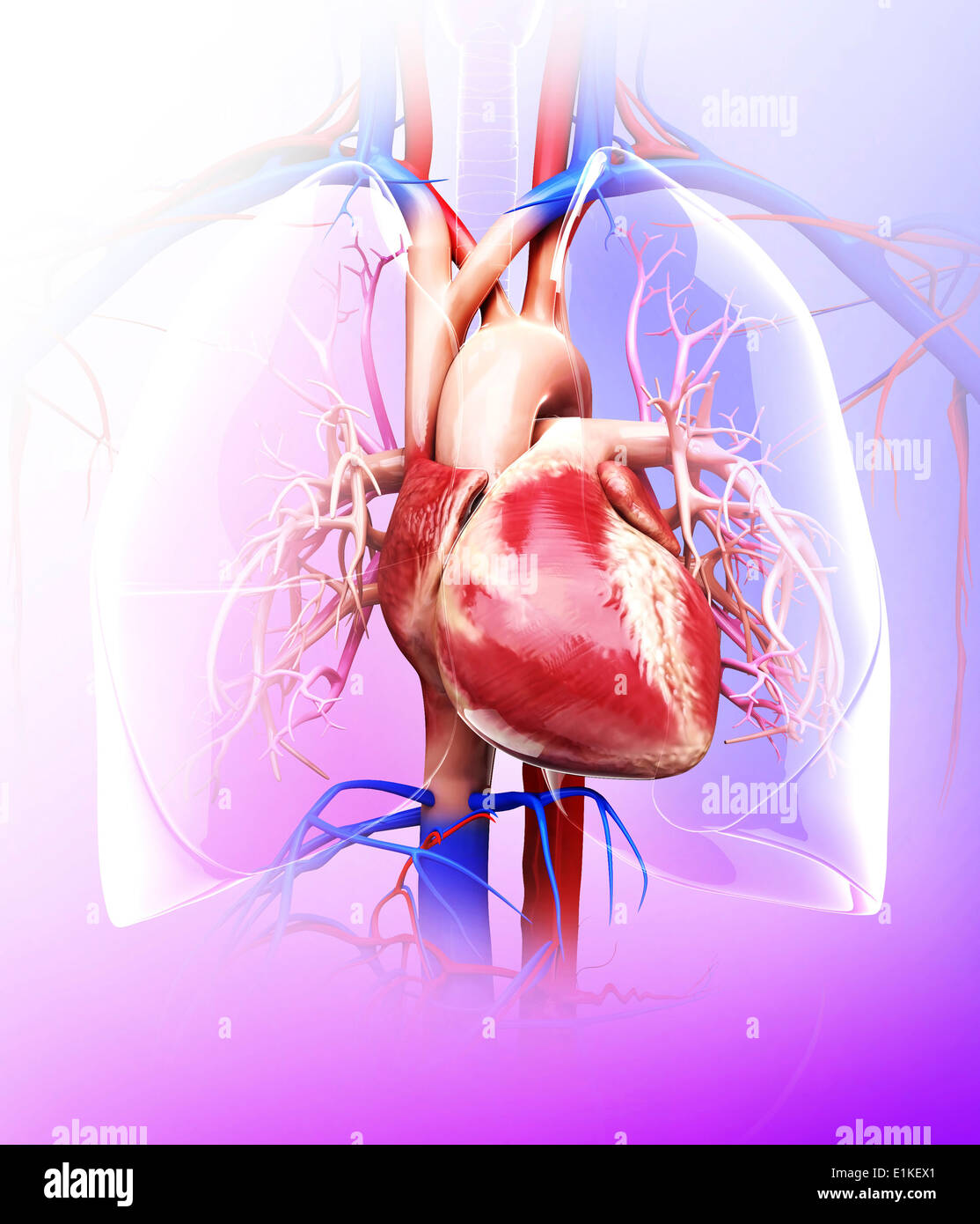 Il cuore umano e polmoni computer grafica. Foto Stock