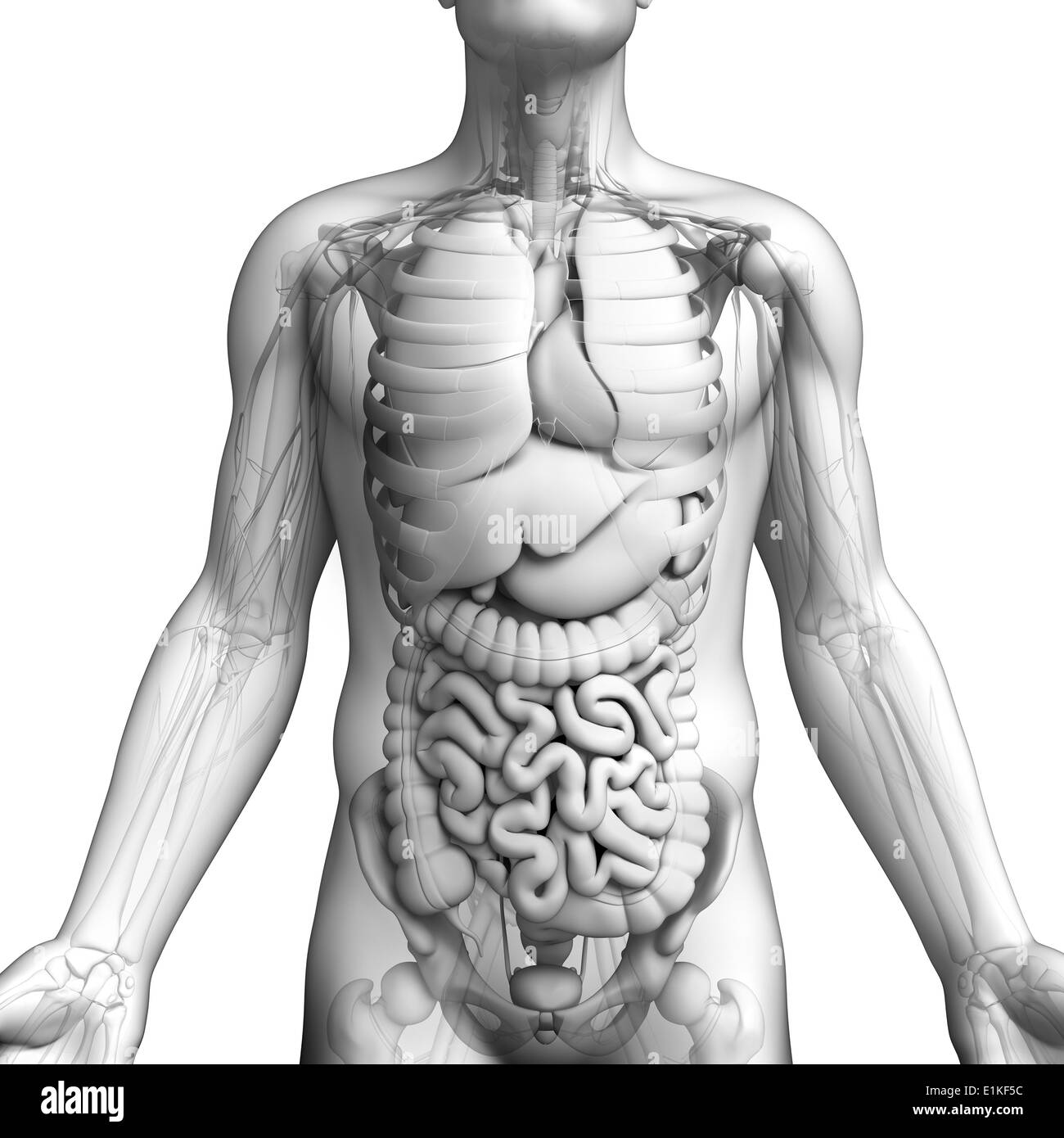 Anatomia maschile computer grafica. Foto Stock