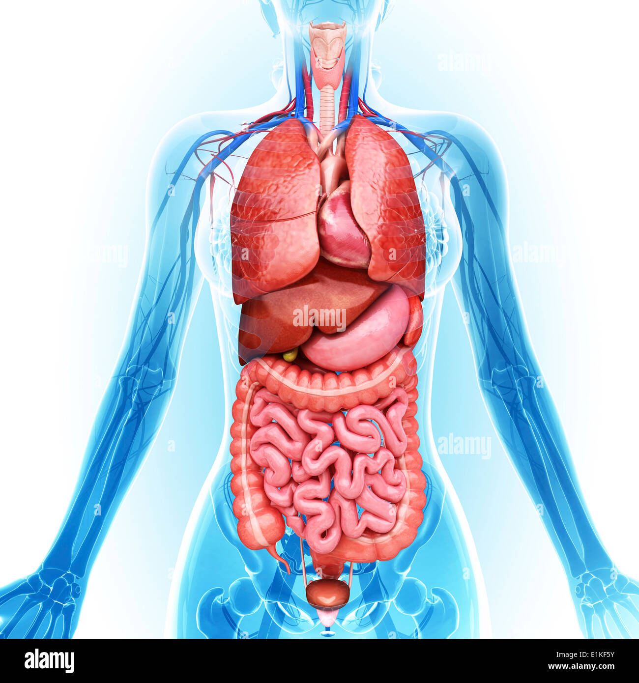 Human organi interni computer grafica. Foto Stock