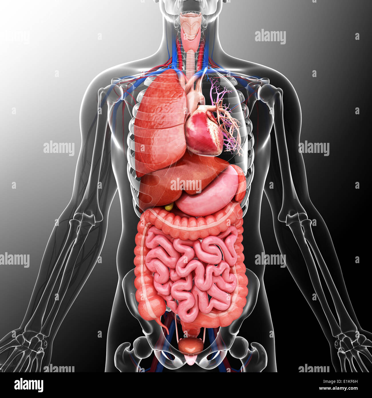 Human organi interni computer grafica. Foto Stock