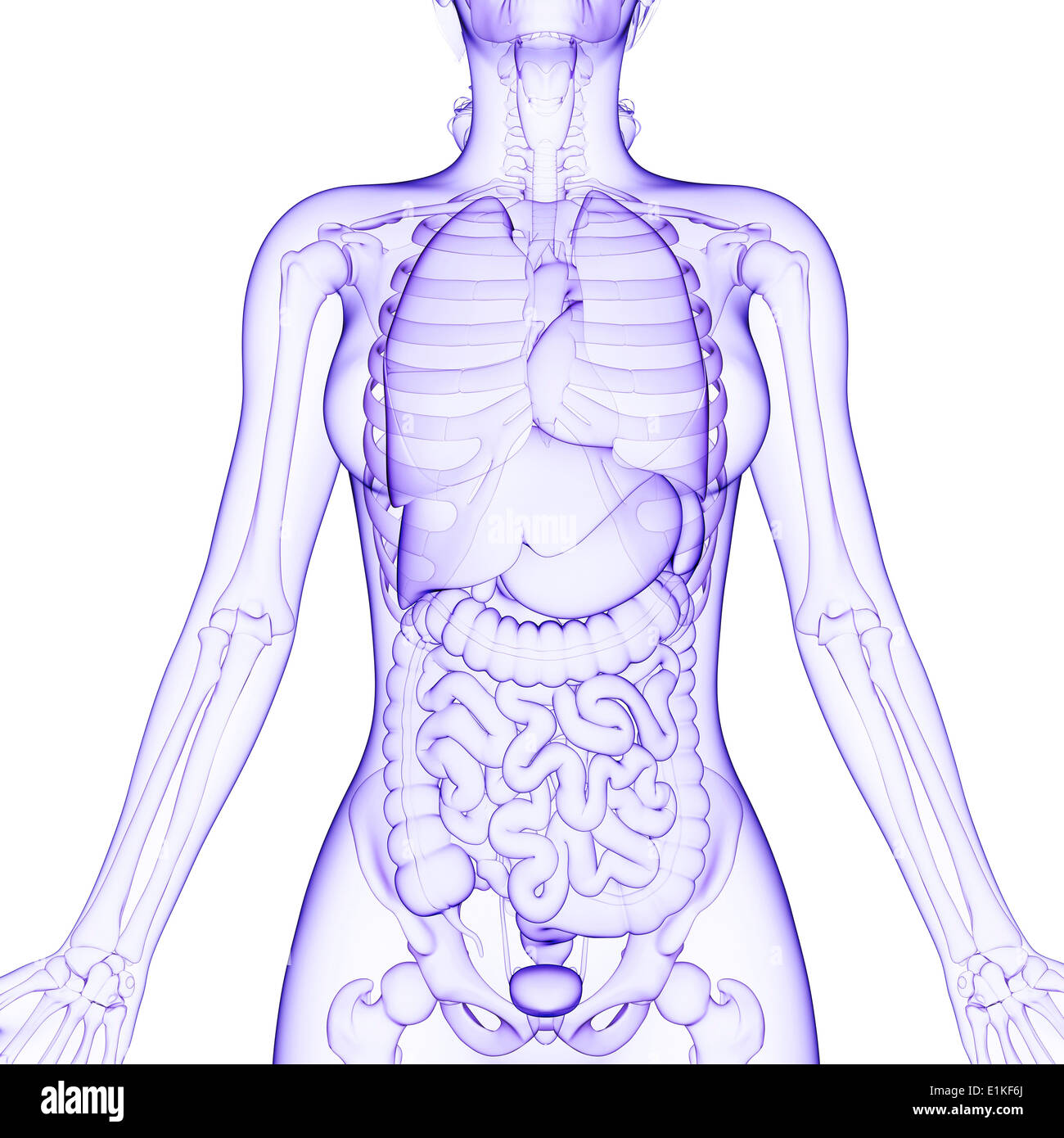 Human organi interni computer grafica. Foto Stock