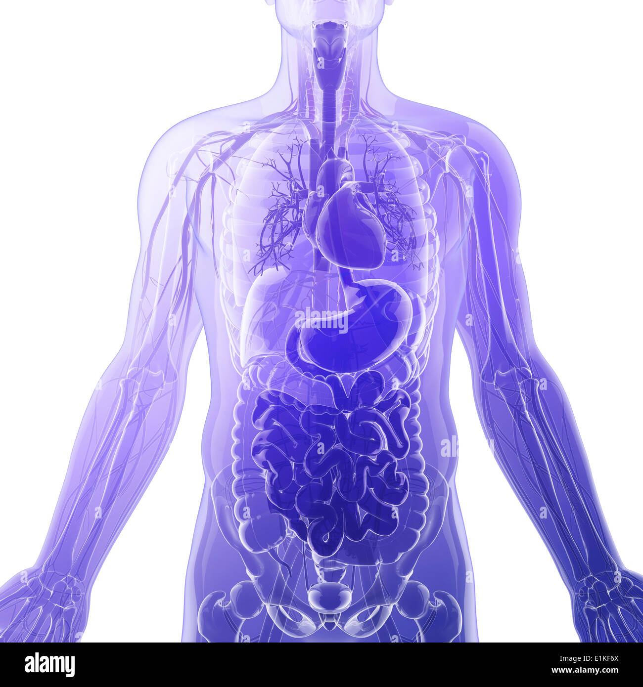 Human organi interni computer grafica. Foto Stock