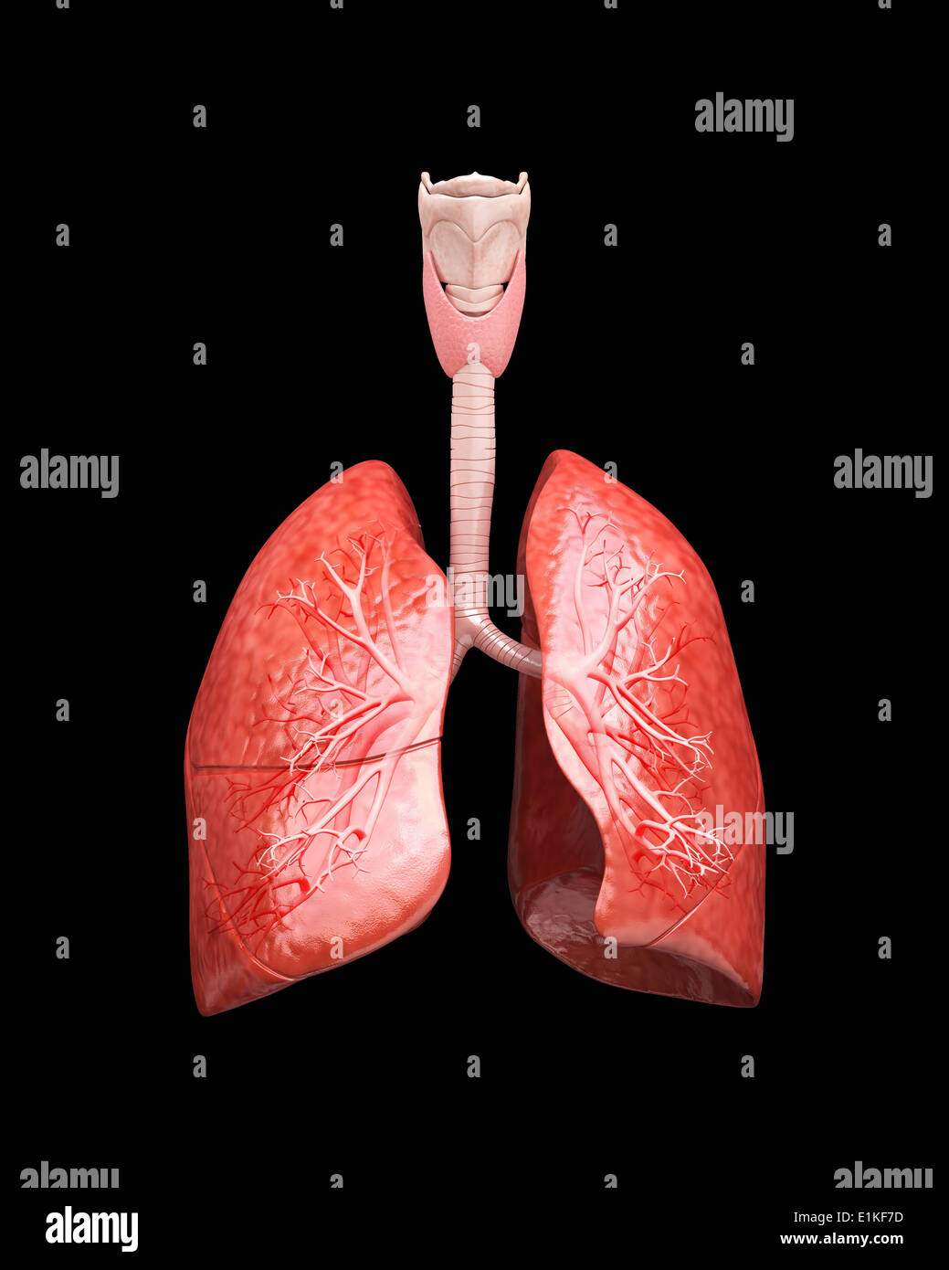 Polmoni umani computer grafica. Foto Stock