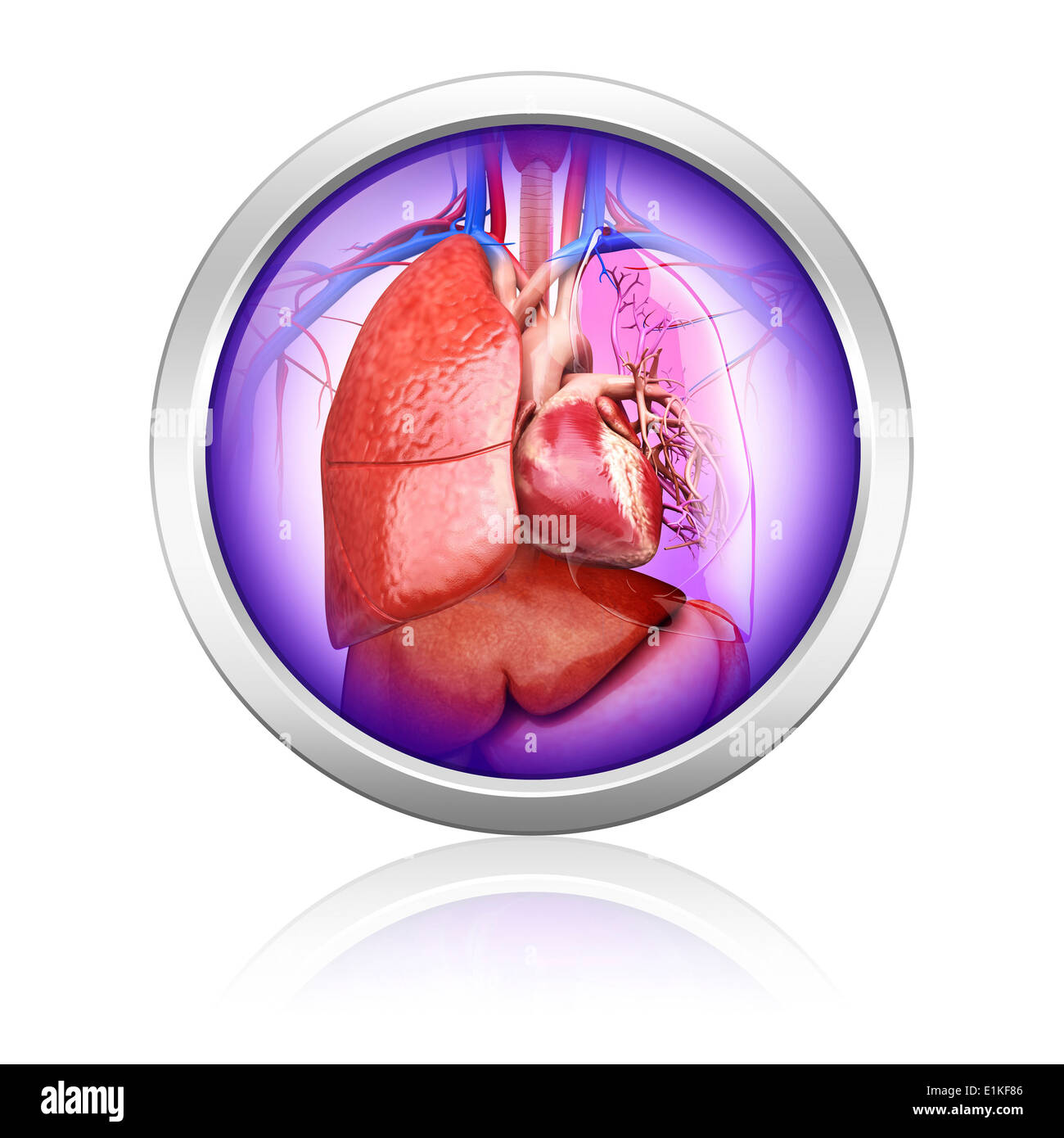 Umani nei polmoni e cuore computer grafica. Foto Stock