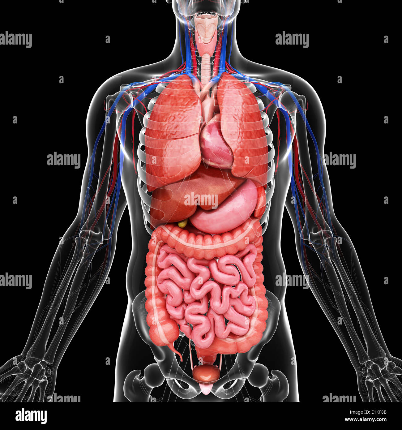 Human organi interni computer grafica. Foto Stock