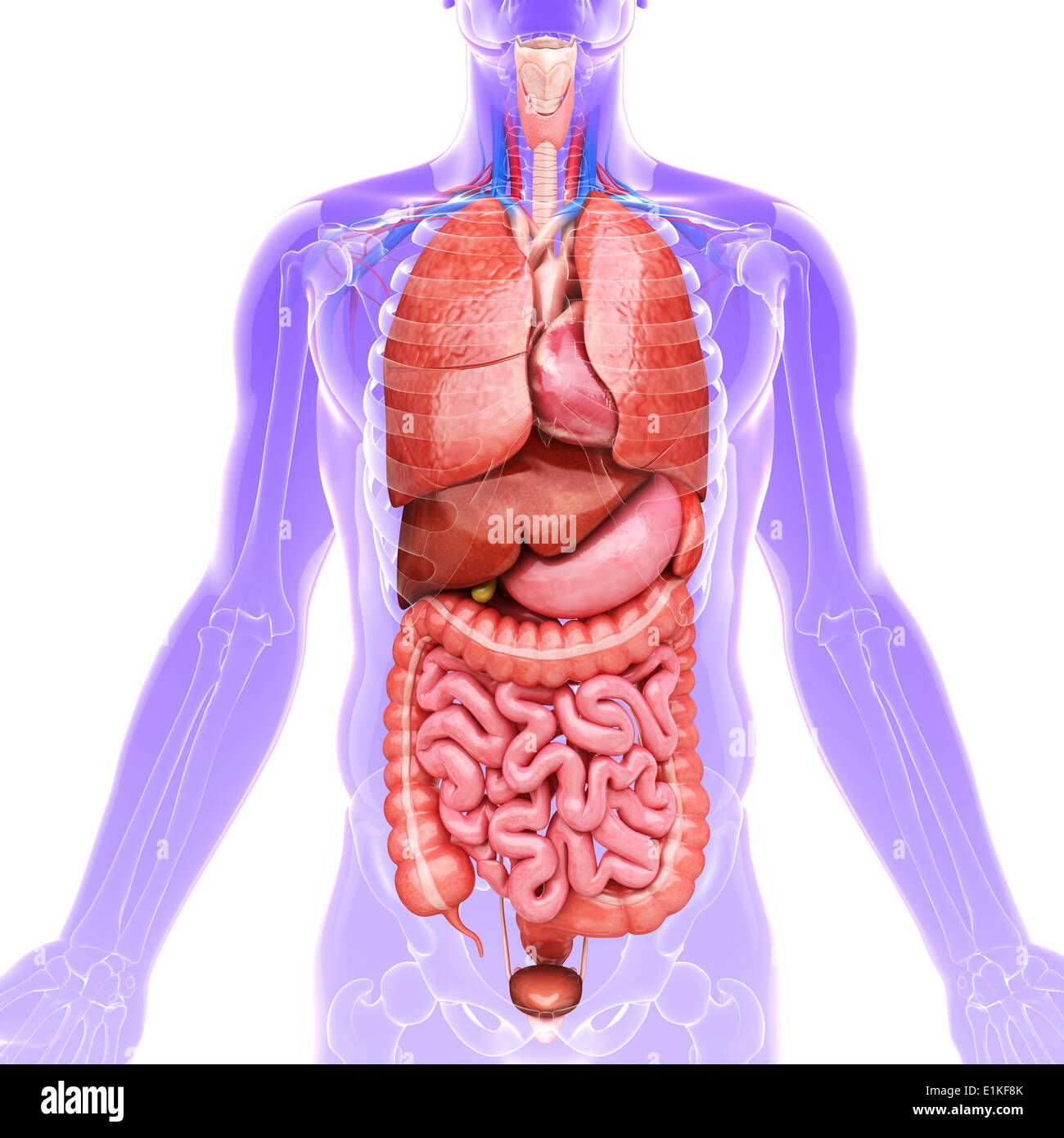 Human organi interni computer grafica. Foto Stock