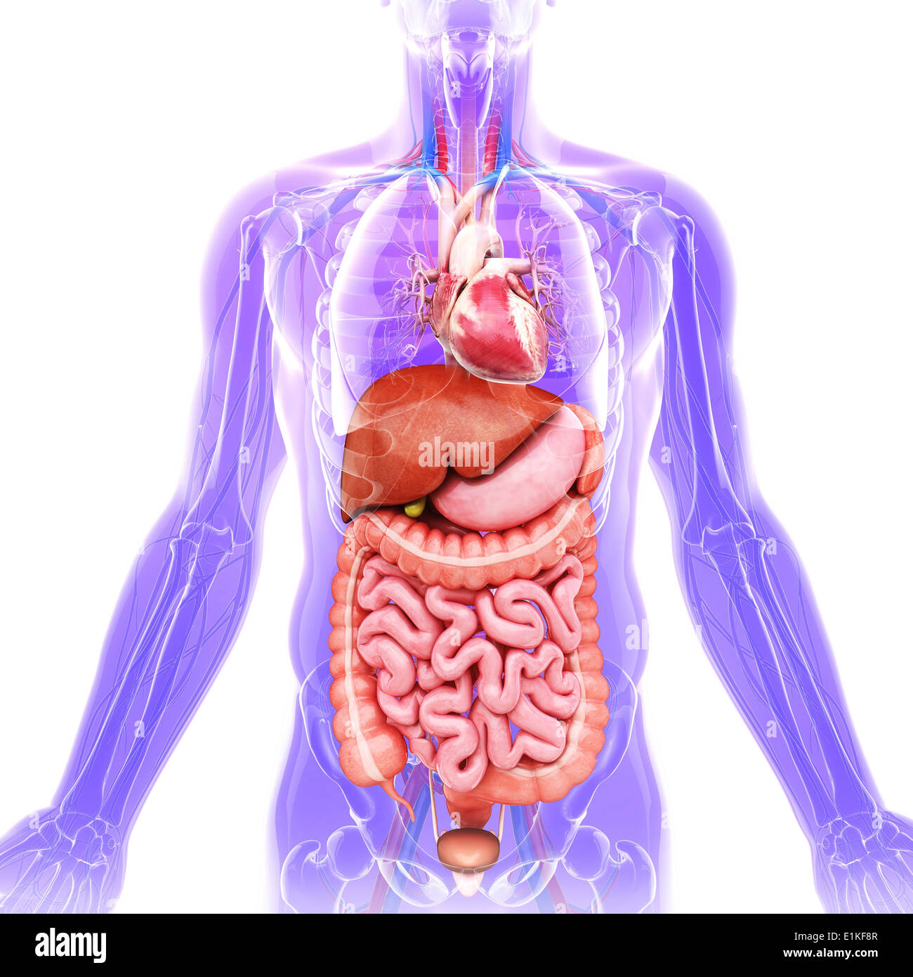Human organi interni computer grafica. Foto Stock