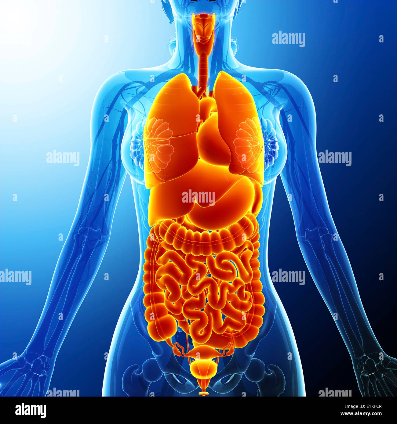 Human organi interni computer grafica. Foto Stock