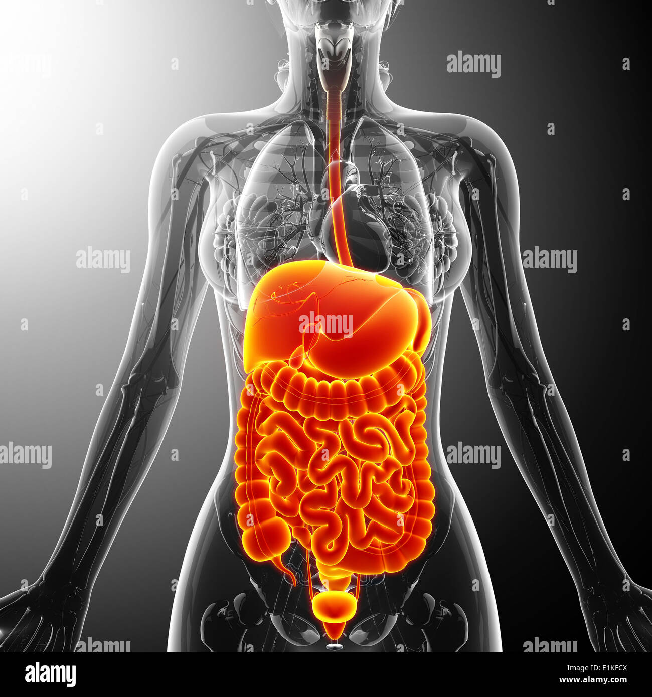 Human organi interni computer grafica. Foto Stock