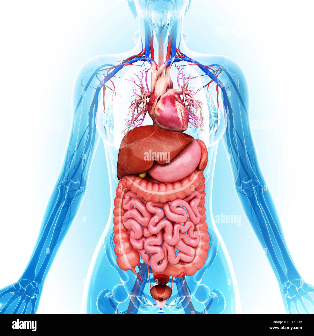Human organi interni computer grafica. Foto Stock