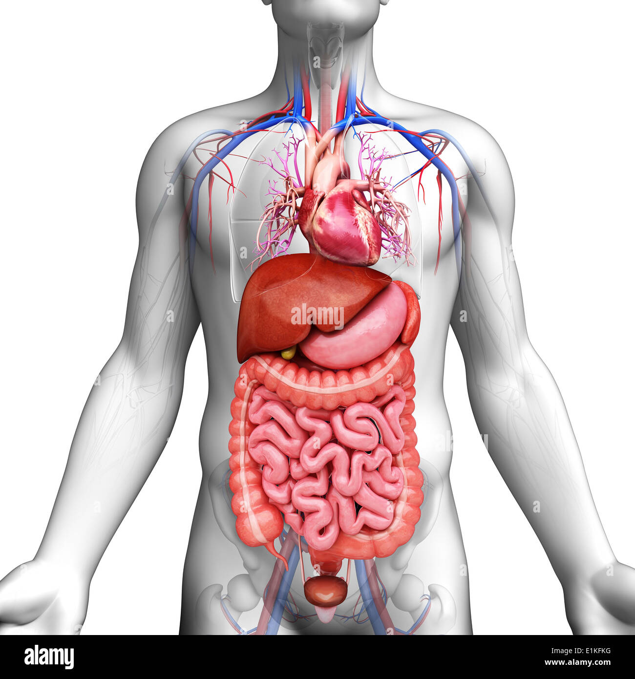 Human organi interni computer grafica. Foto Stock