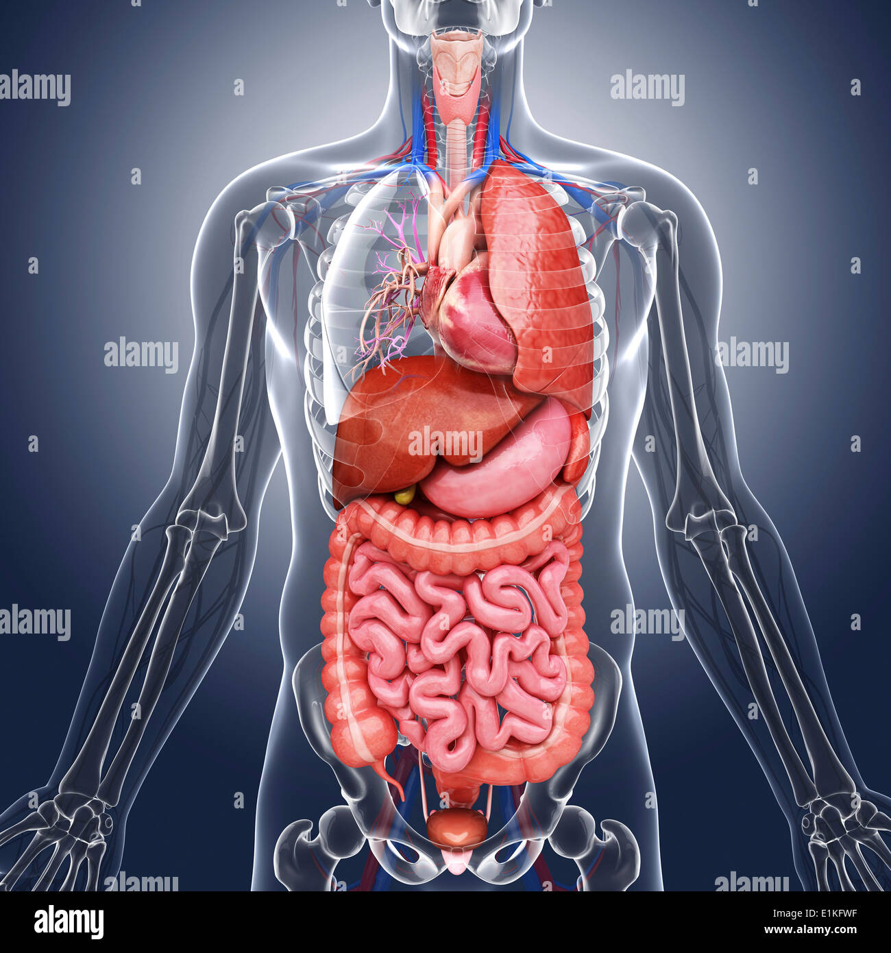 Human organi interni computer grafica. Foto Stock