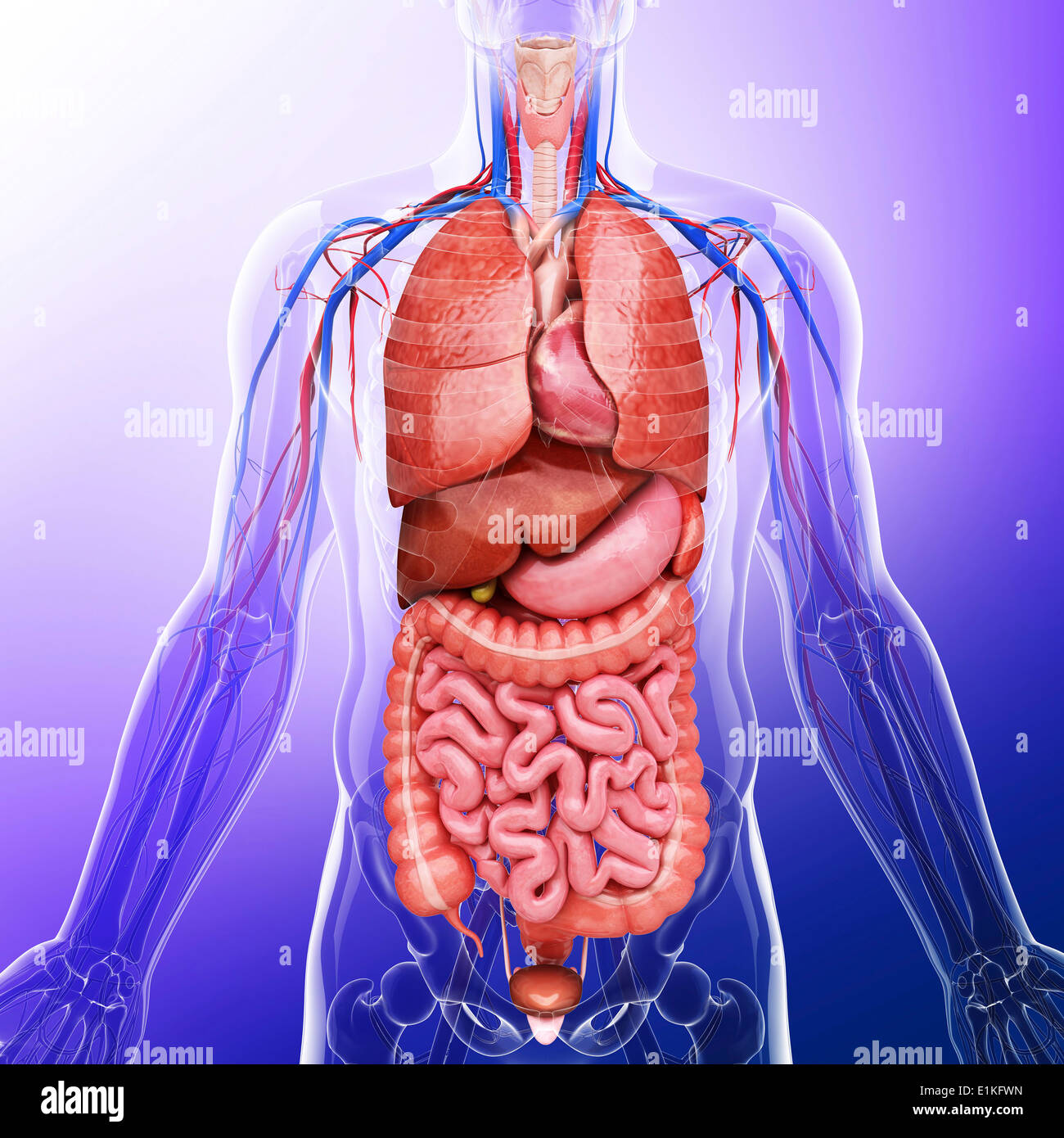 Human organi interni computer grafica. Foto Stock
