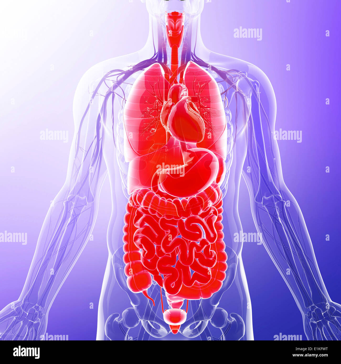 Human organi interni computer grafica. Foto Stock