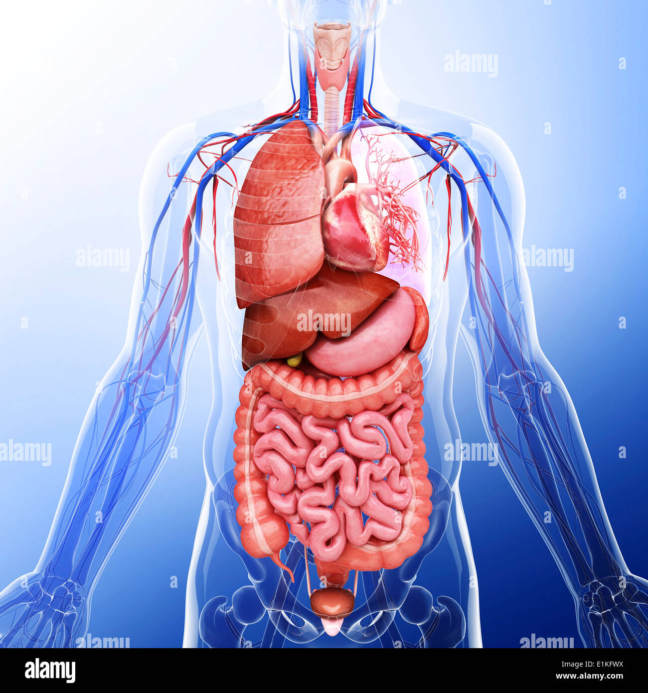Human organi interni computer grafica. Foto Stock
