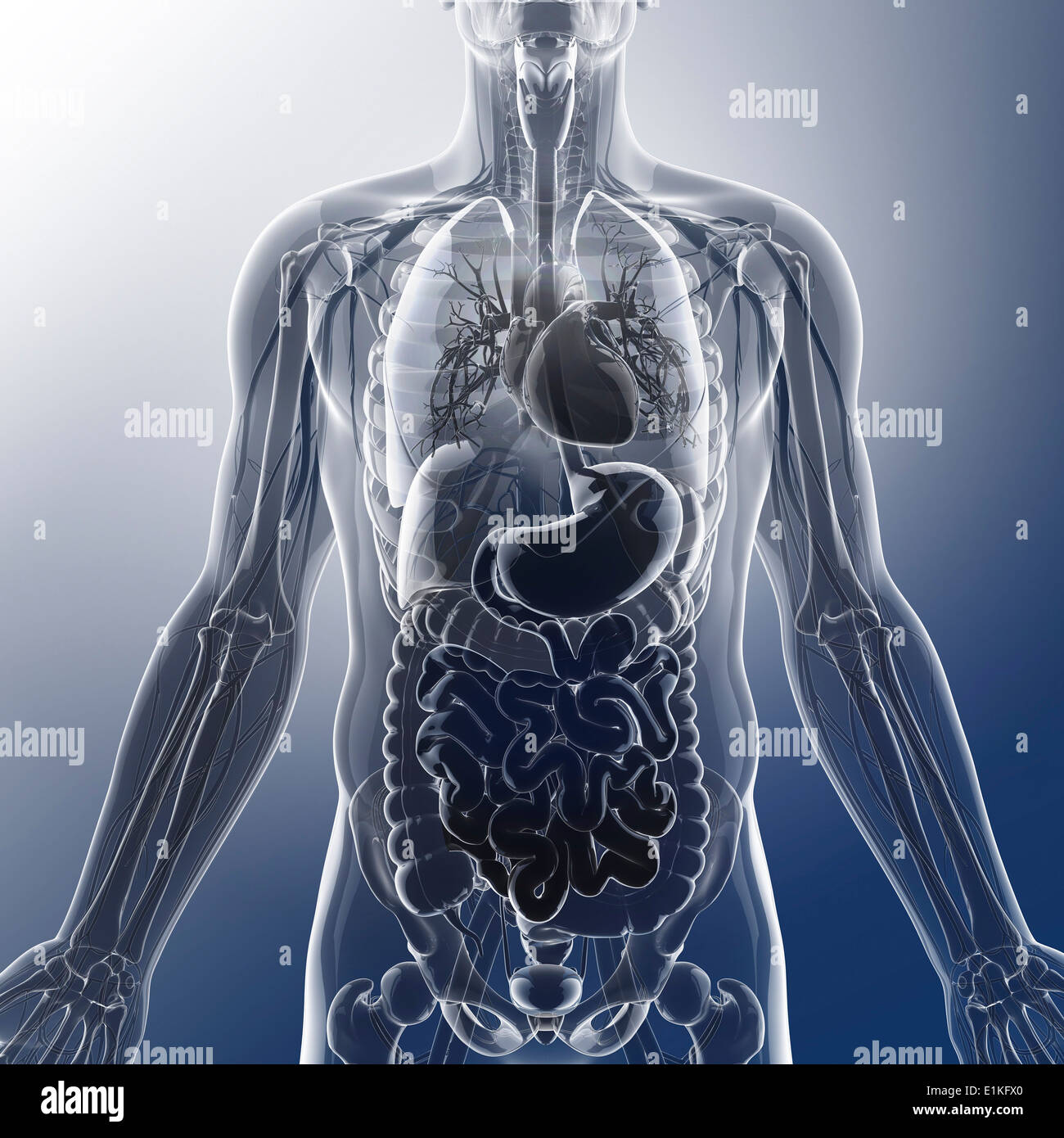 Human organi interni computer grafica. Foto Stock