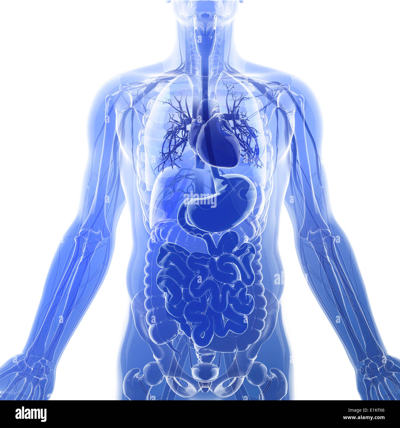 Human organi interni computer grafica. Foto Stock