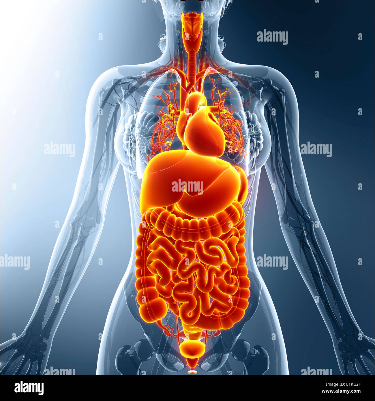 Human organi interni computer grafica. Foto Stock