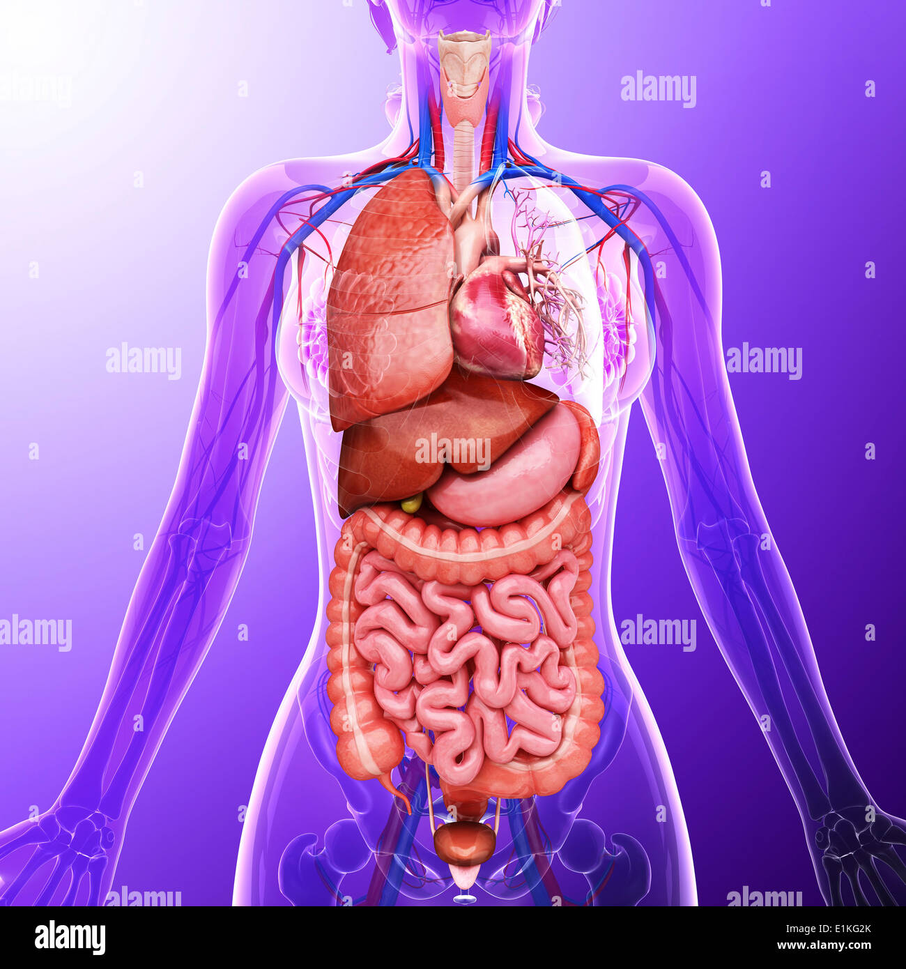 Human organi interni computer grafica. Foto Stock