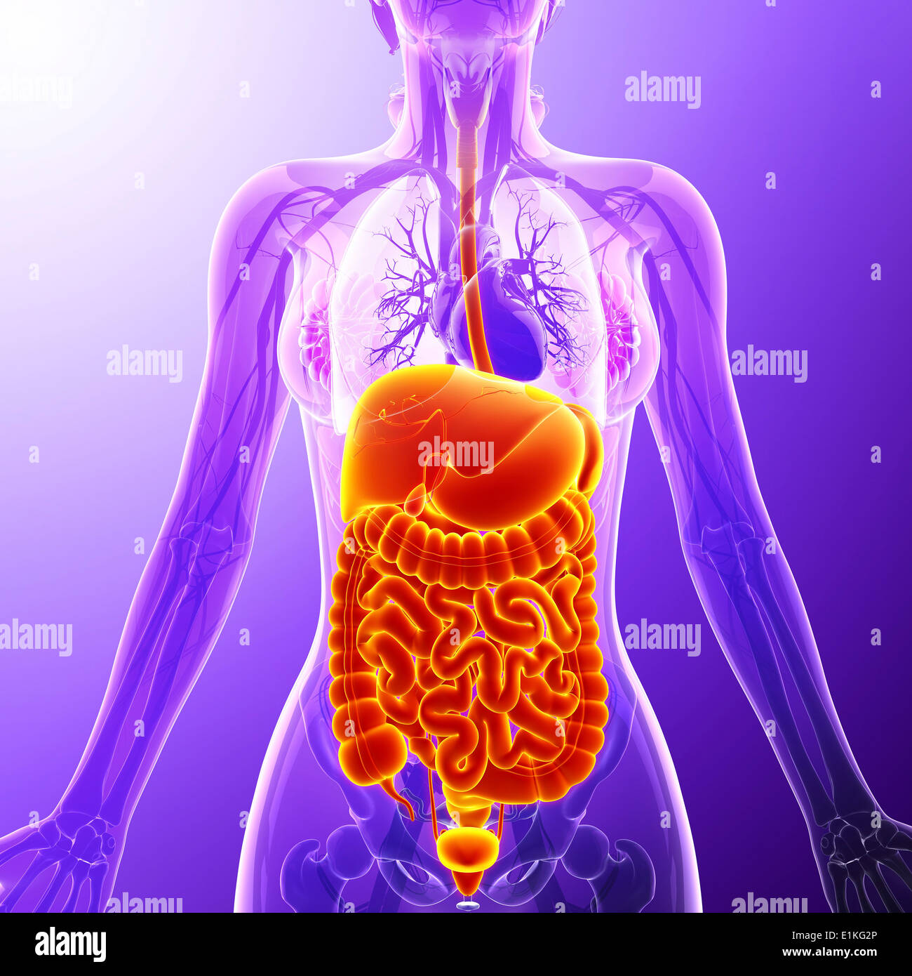 Human organi interni computer grafica. Foto Stock