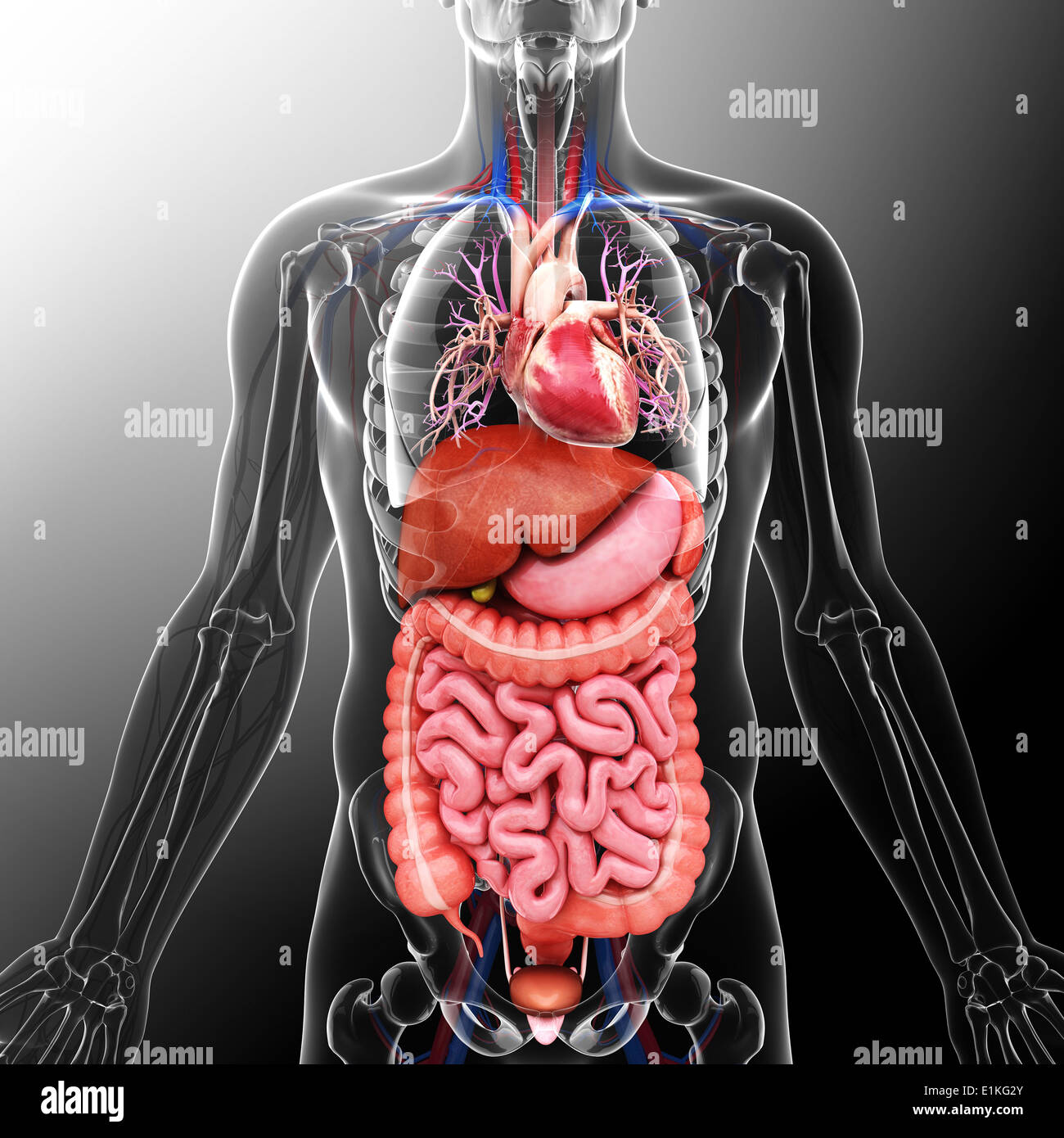 Human organi interni computer grafica. Foto Stock