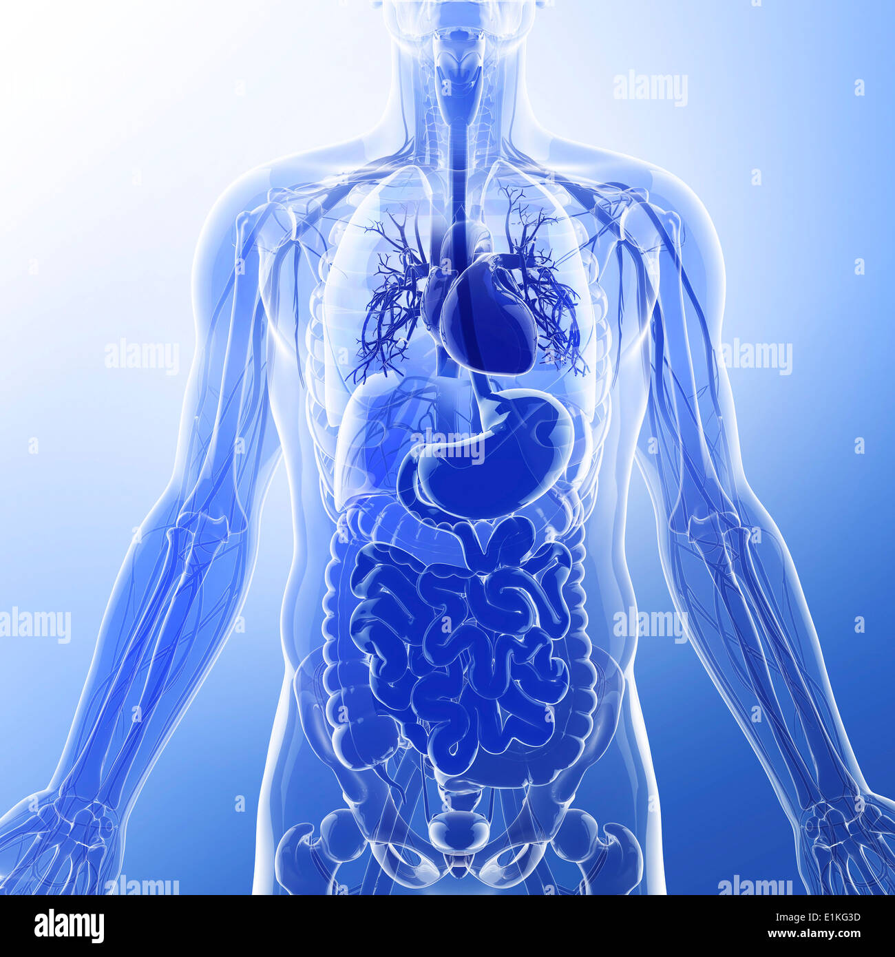 Human organi interni computer grafica. Foto Stock