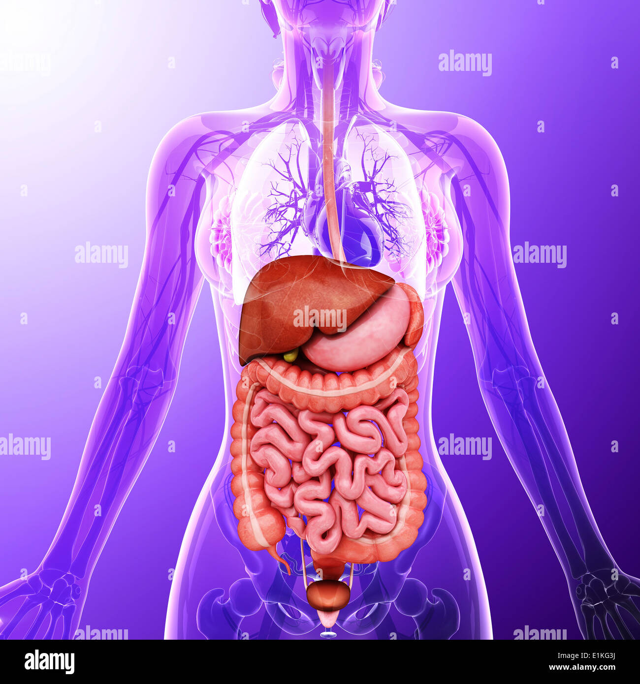 Human organi interni computer grafica. Foto Stock