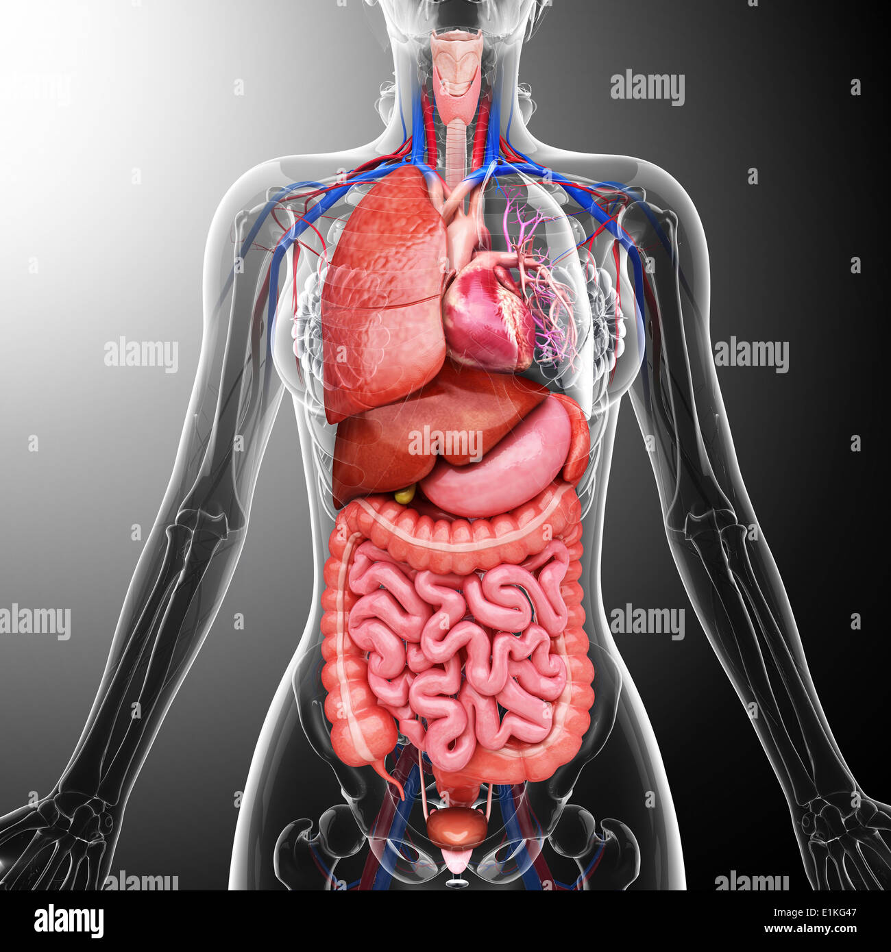 Human organi interni computer grafica. Foto Stock