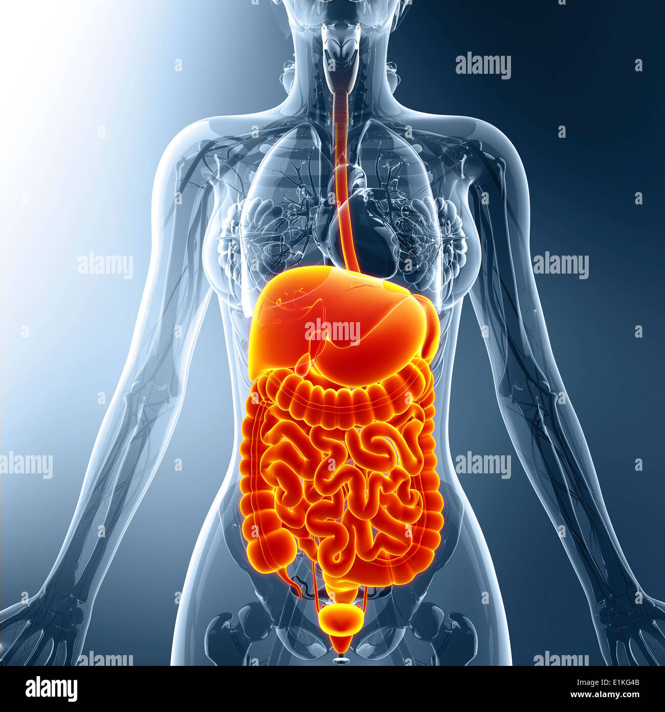 Human organi interni computer grafica. Foto Stock